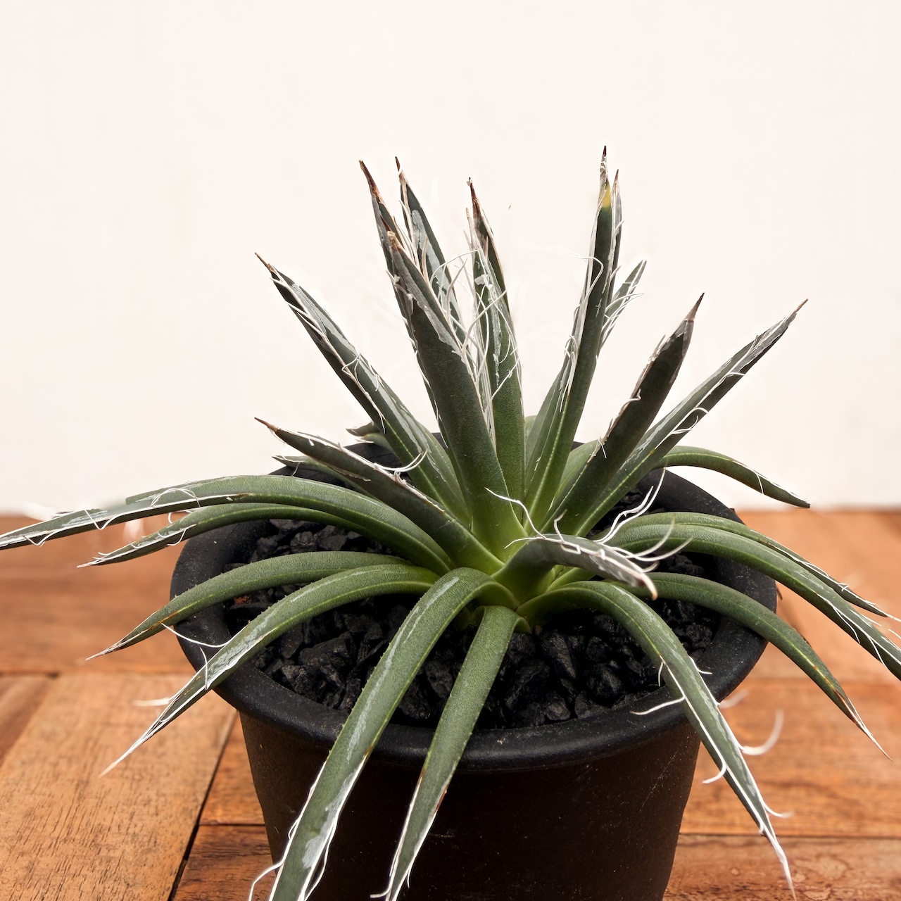 Agave parviflora f. variegata【アガベ・特選姫乱れ雪】