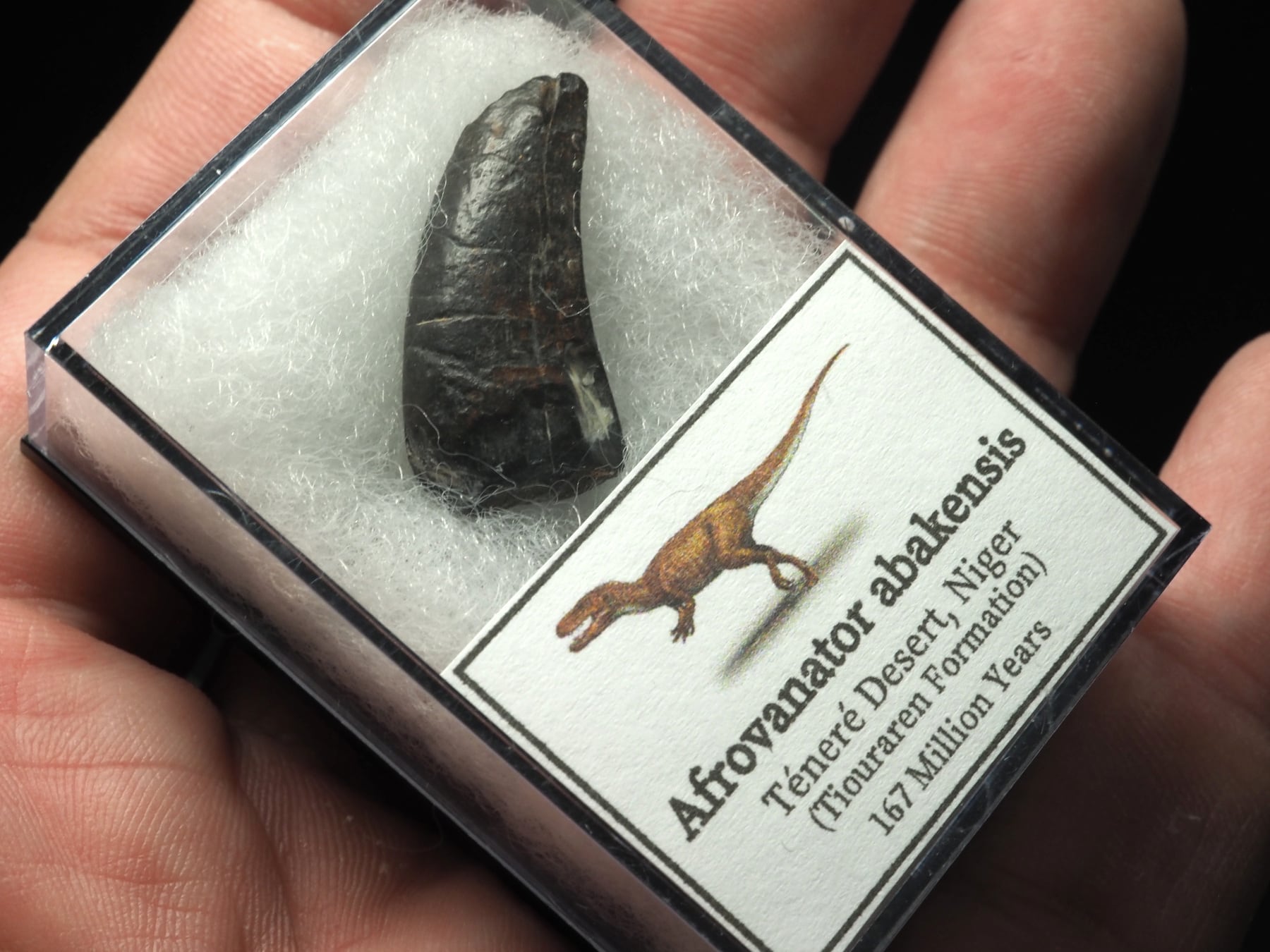 格安出品　ニジェール　希産地　アフロベナトルの歯　化石　希少　恐竜
