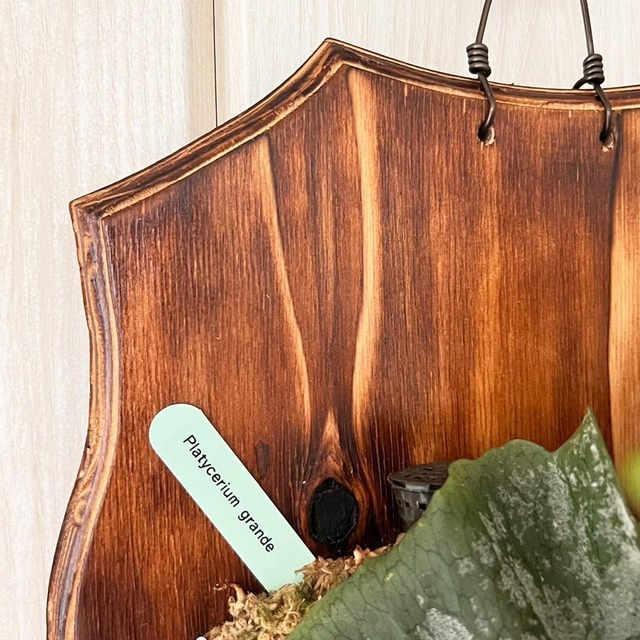 ビカクシダ グランデ 板付 【観葉植物 壁掛け コウモリラン】