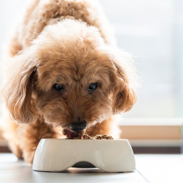 ✨切れ味抜群✨ペットカーブシザー✨ペットブレンダー✨トリマー✨犬ペット☆。♪✨ 切れ味抜群カーブシザートリミングシザーペットシザートリマーさん美容