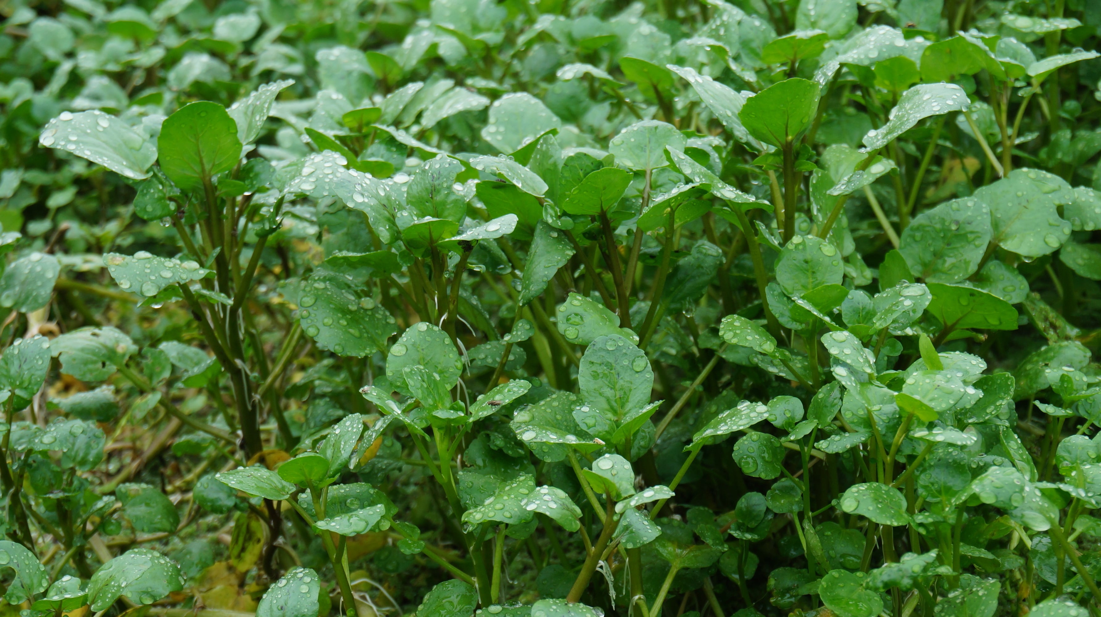 朝摘みクレソン。定期会員コース 一か月継続毎週4回500g | 清流