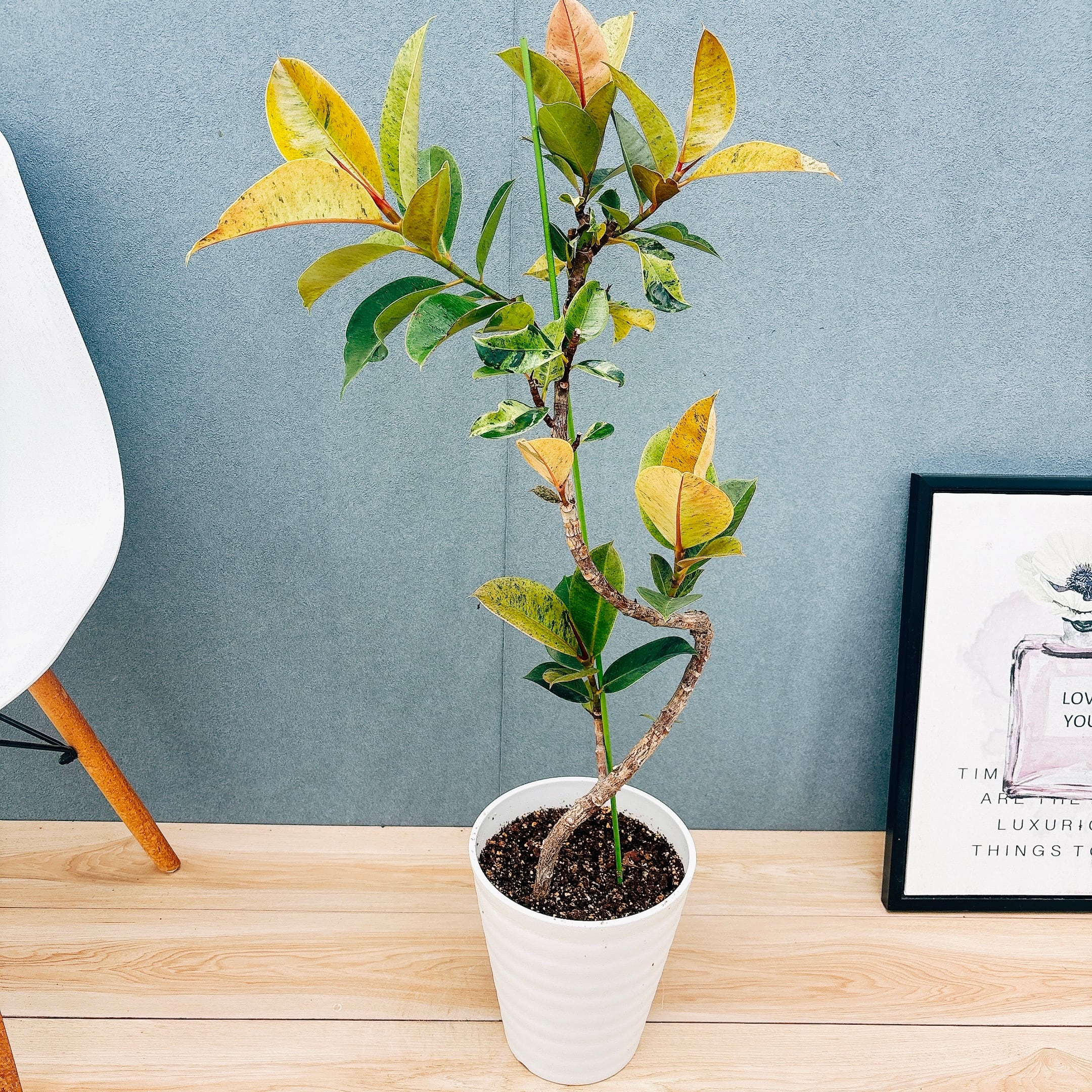 現品］【希少】1番 フィカス ジン 曲がり 7号 観葉植物 ゴムの木 室内