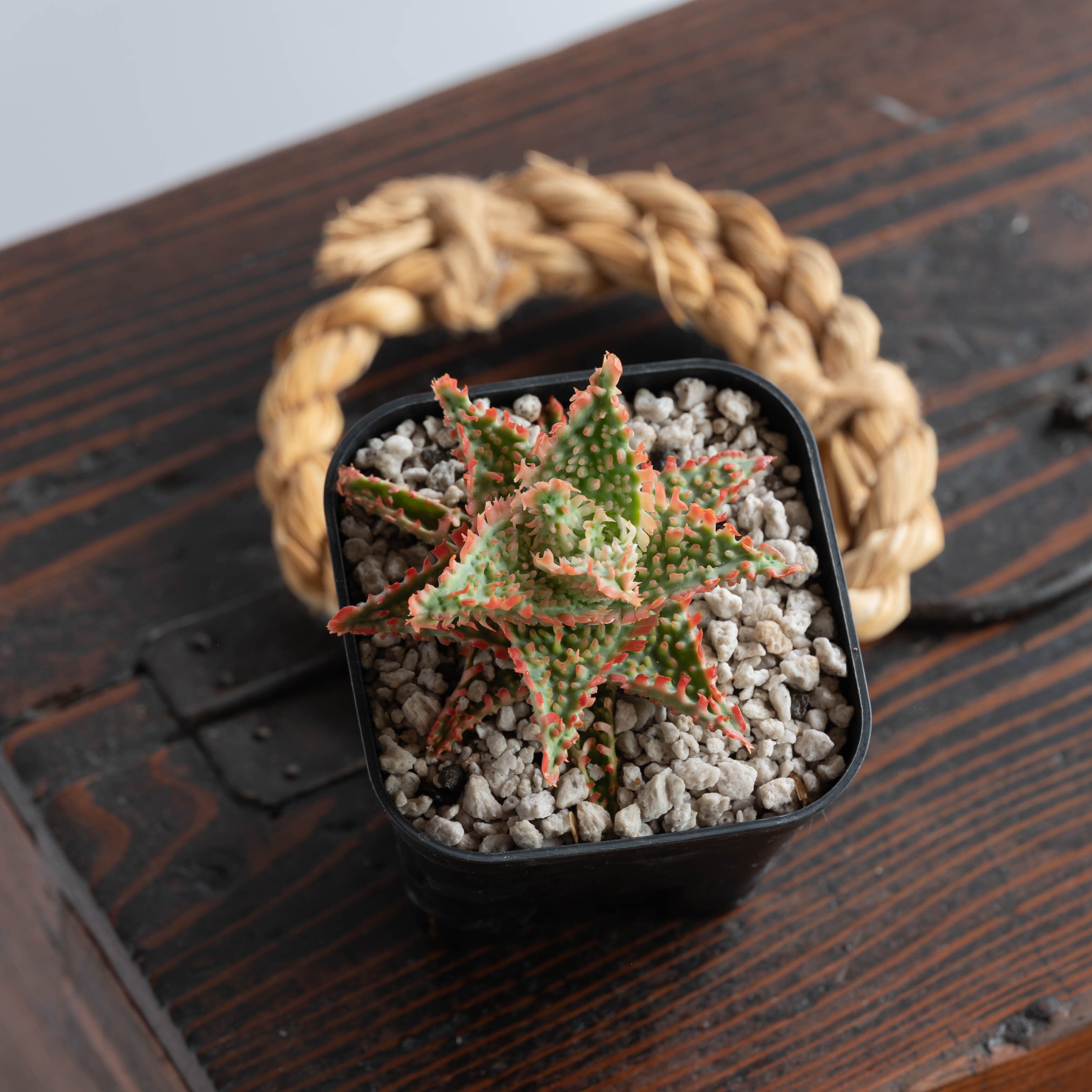アロエ ハイブリッド -Aloe hybrid- No.3 | Agave Rocon アロエ ハイブリッド -Aloe hybrid- No.3 | Agave Rocon