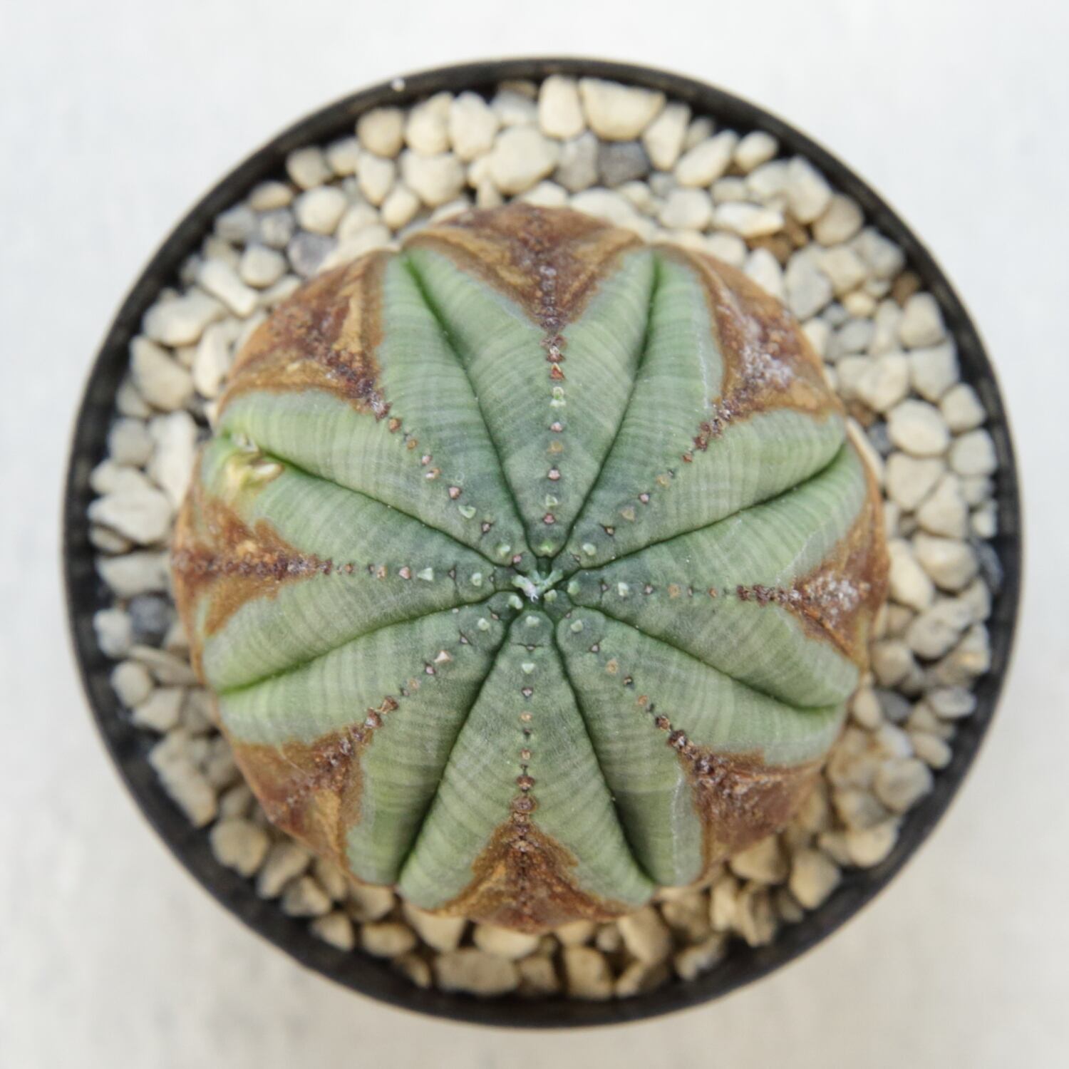 美模様オベサ ユーフォルビア【発根株】木質化 美模様 木質化 マイクロ オベサ / ユーフォルビア | LIGHTHOUSE