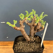 ぺラルゴニウム　アルテルナンス【874】