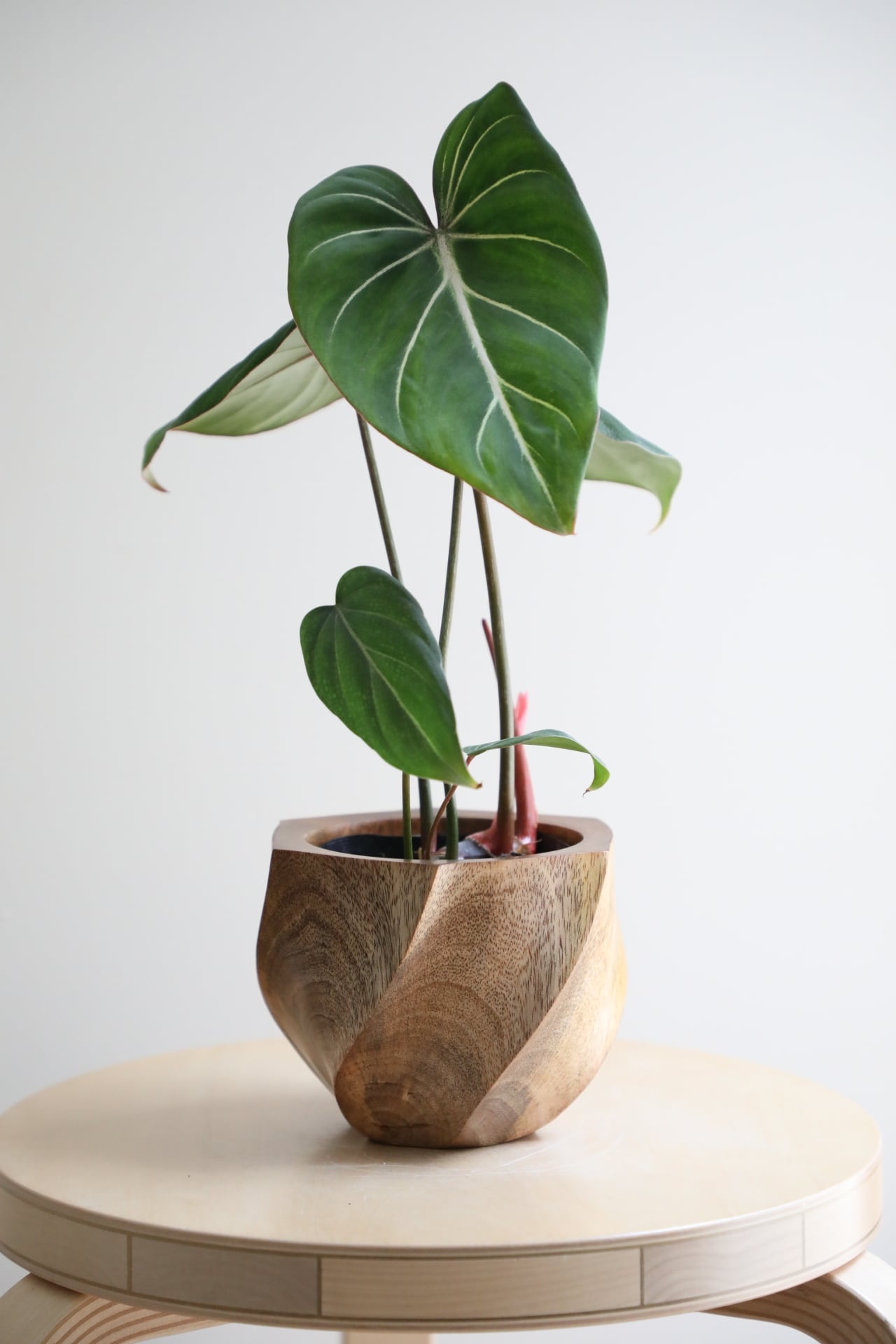 M】フィロデンドロン グロリオーサム/Philodendron | 【厳選植物・器