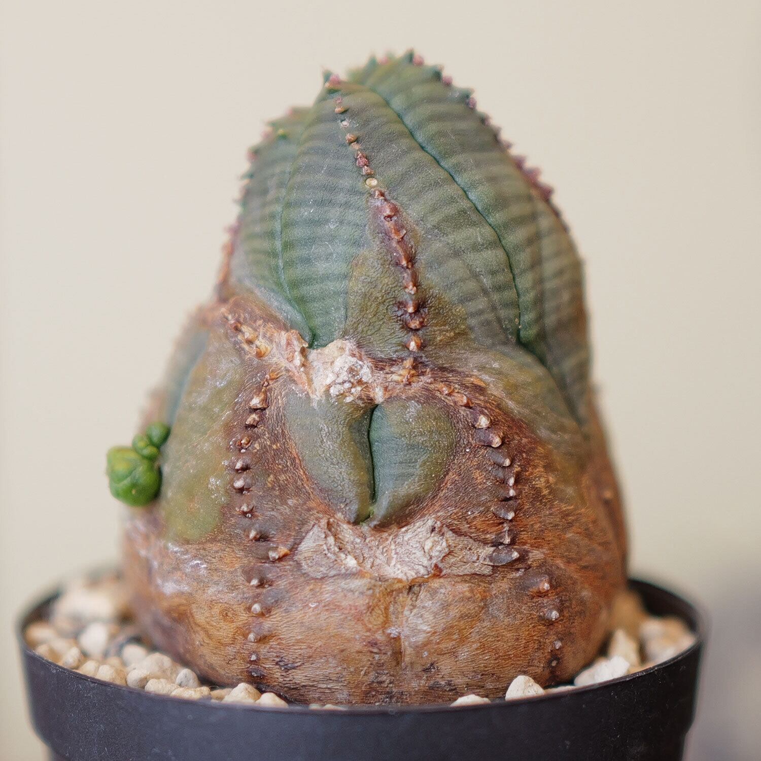 木質化 捻じれ マイクロ オベサ / 木質化 ユーフォルビア | LIGHTHOUSE