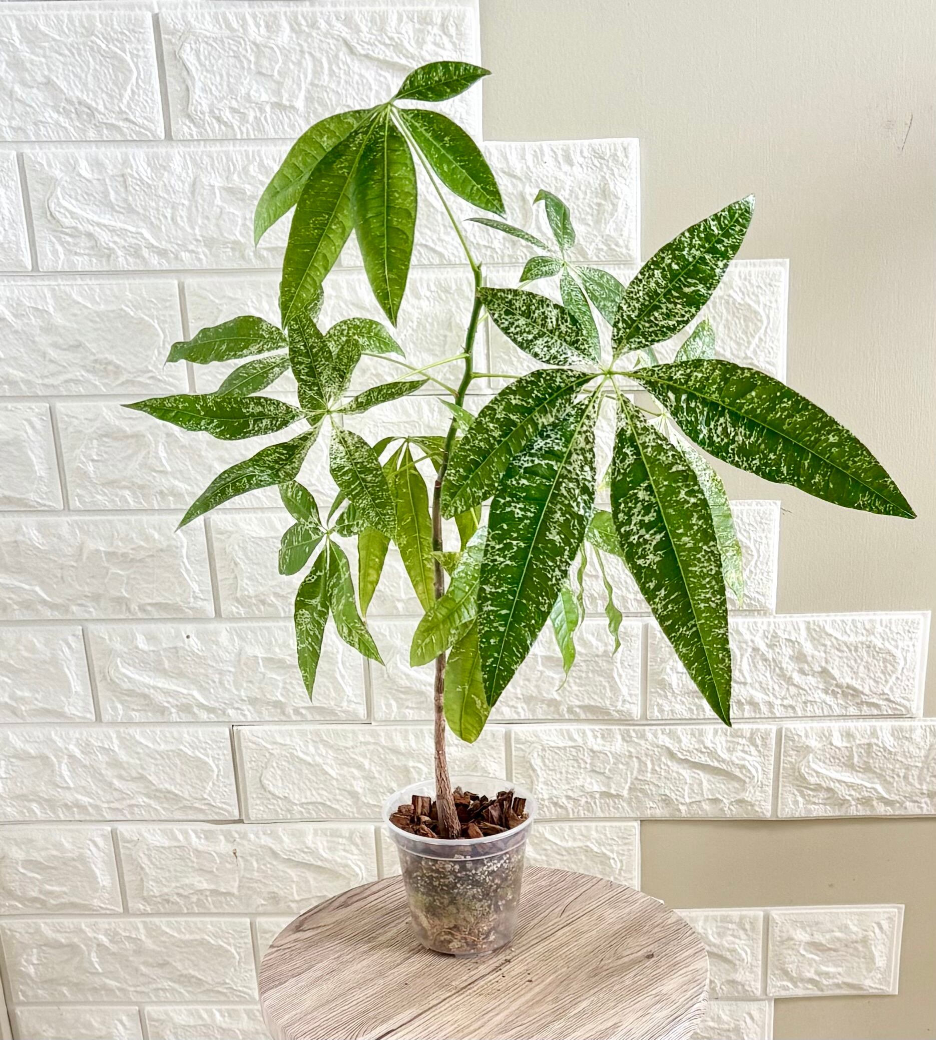 現品】実生苗 斑入りパキラ ミルキーウェイ 観 | 観葉植物のお店