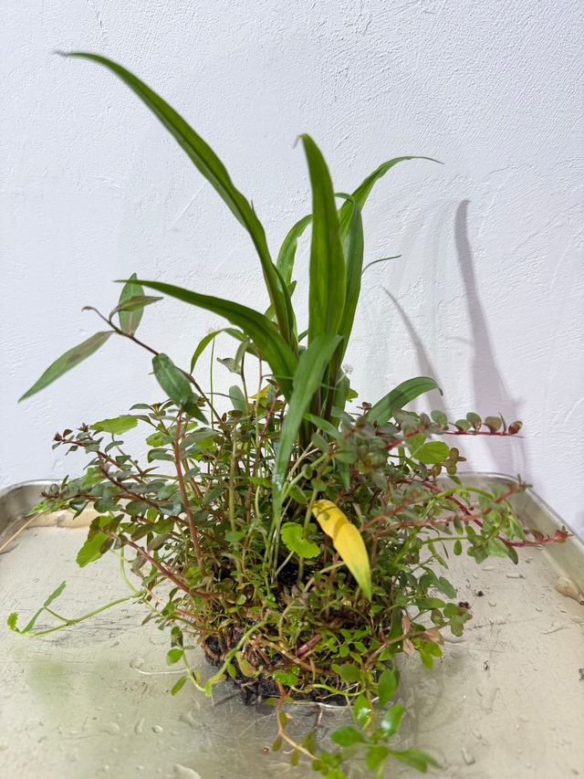 【ADA】ADA侘び草クリプトコリネMIX（写真の現物配送です！あかだまちゃん激推し水草の寄せ植えです。水中でも半水中でも楽しめます）