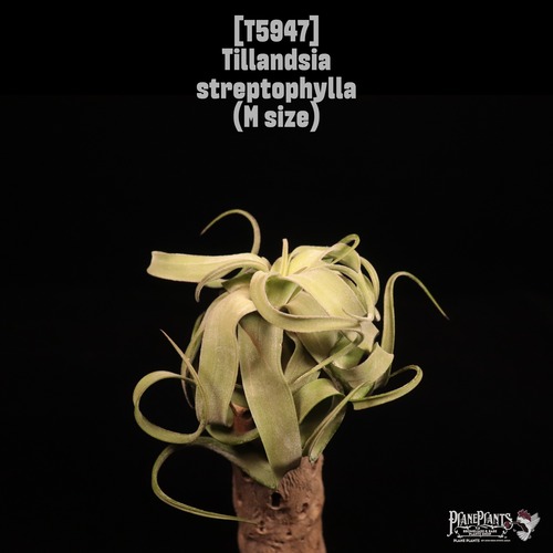 Tillandsia streptophylla M〔ティランジア〕T5947