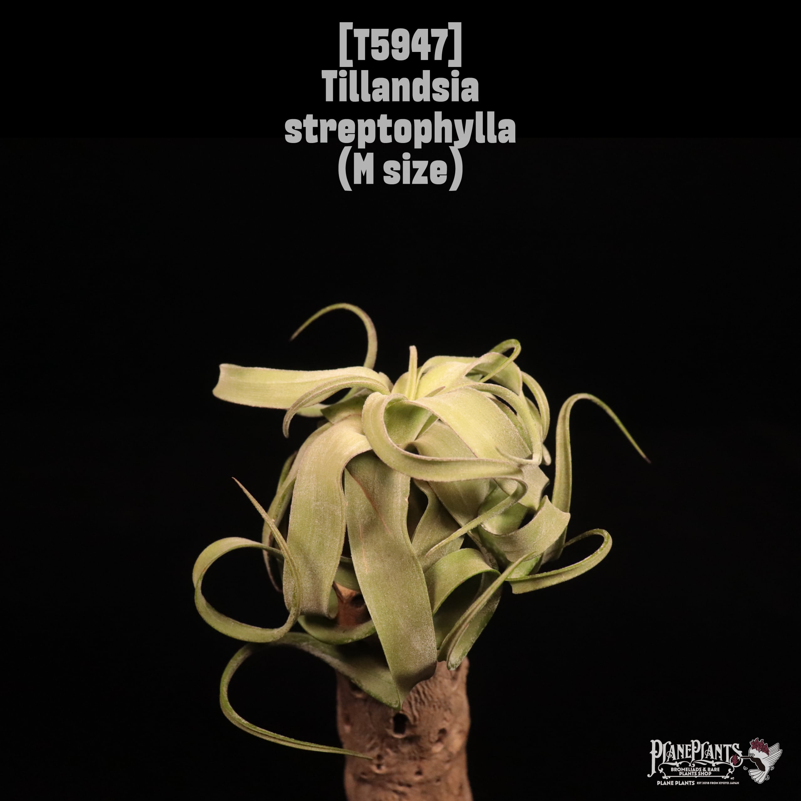 Tillandsia streptophylla M〔ティランジア〕T5947