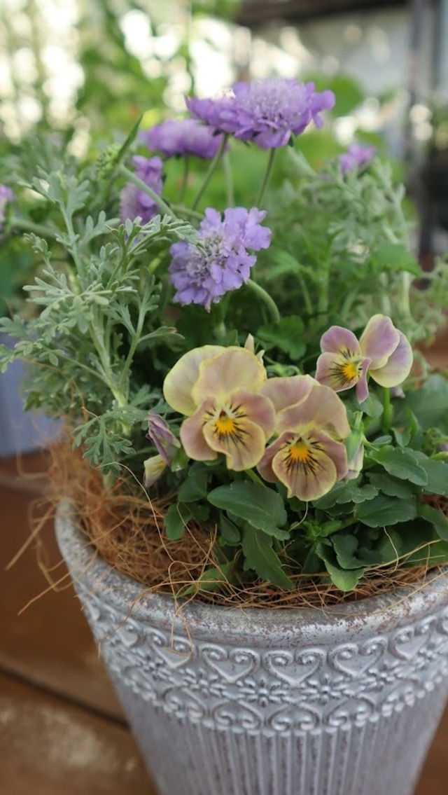 桂楓園さんオリジナルビオラ　万葉菫『おぼろ月』とスカビオサ『Blue Bllon』の寄せ植え