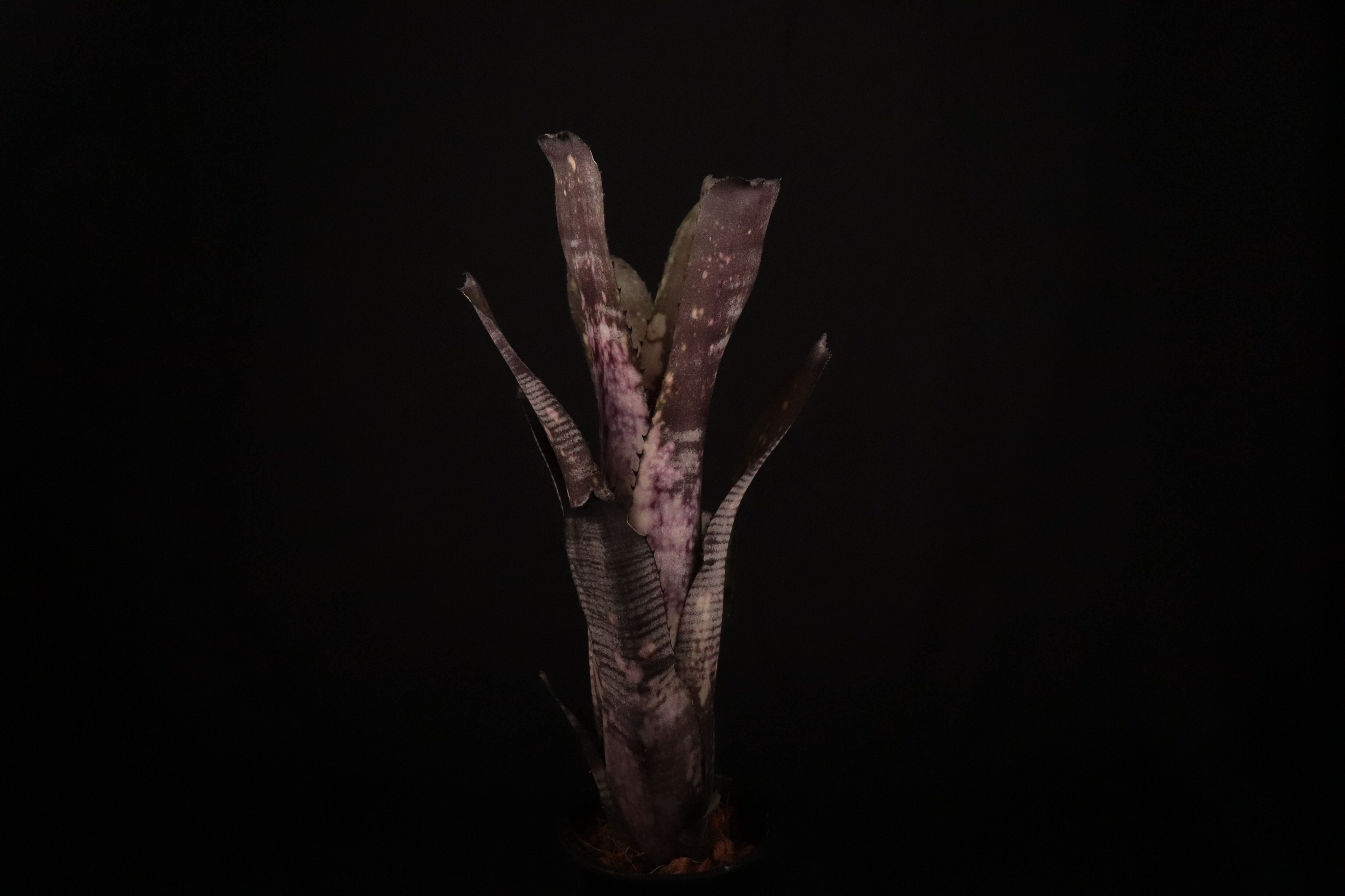 送料無料】Billbergia 'Mucho Mas'〔ビルベルギア〕現品発送B0165