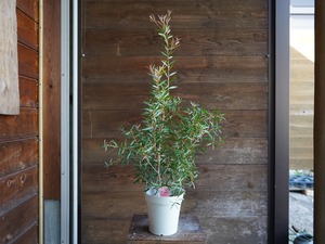 【現物】カリステモン　”ピンディーピンディー”