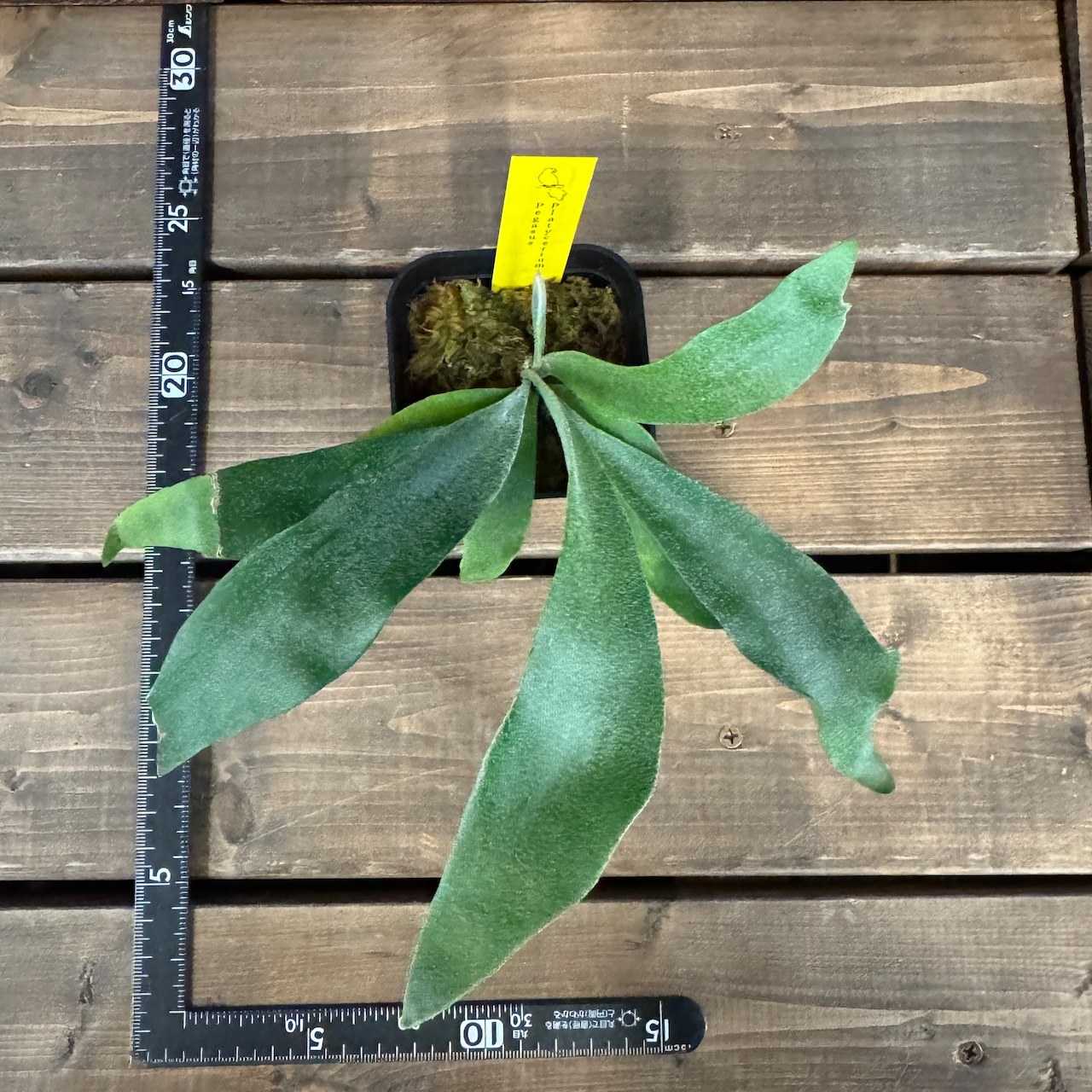 ビカクシダ Pegasus【552】