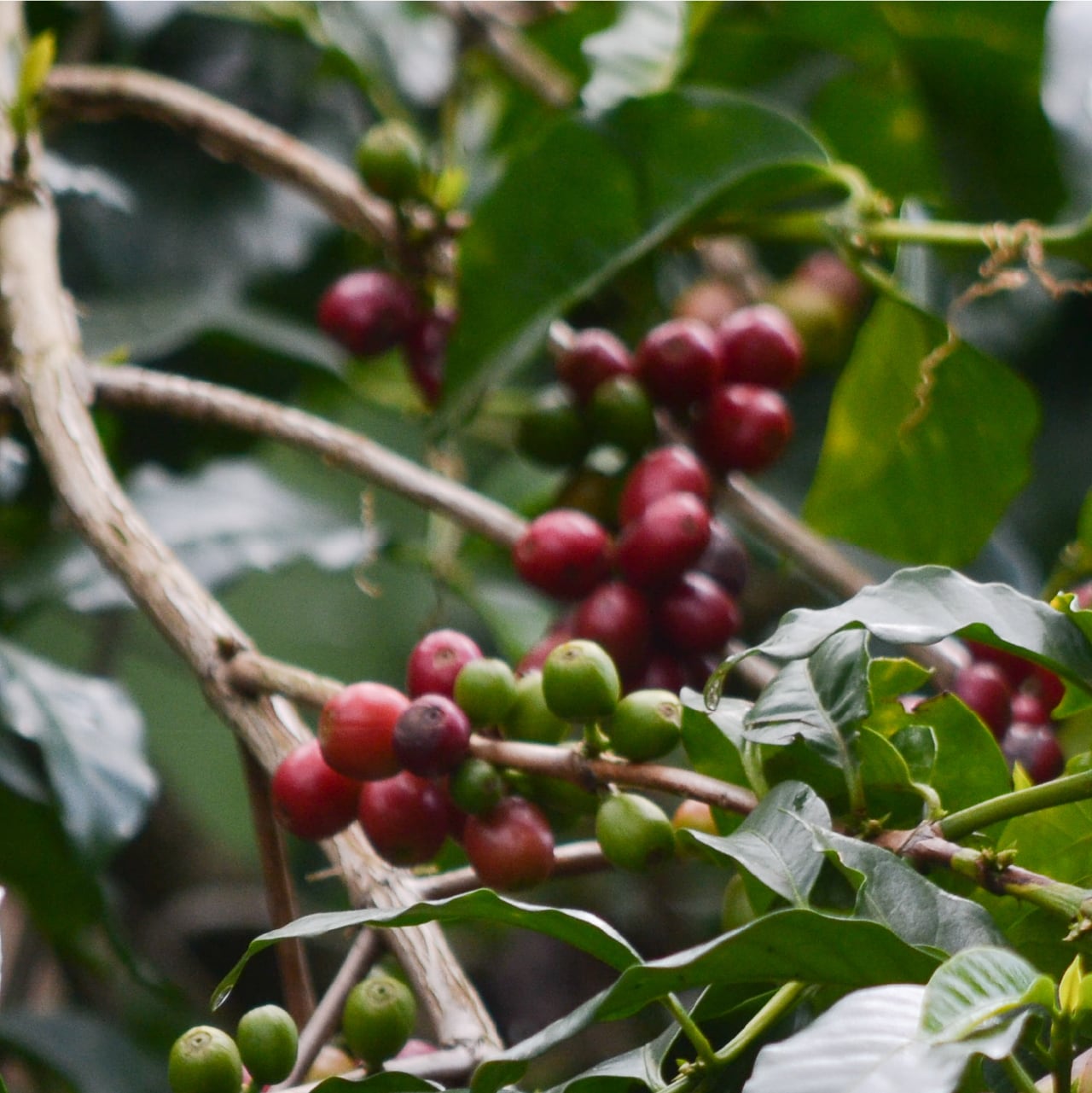 エチオピア ガルガリグティティ 24/25 ウォッシュト生豆 1kg | Pay ID