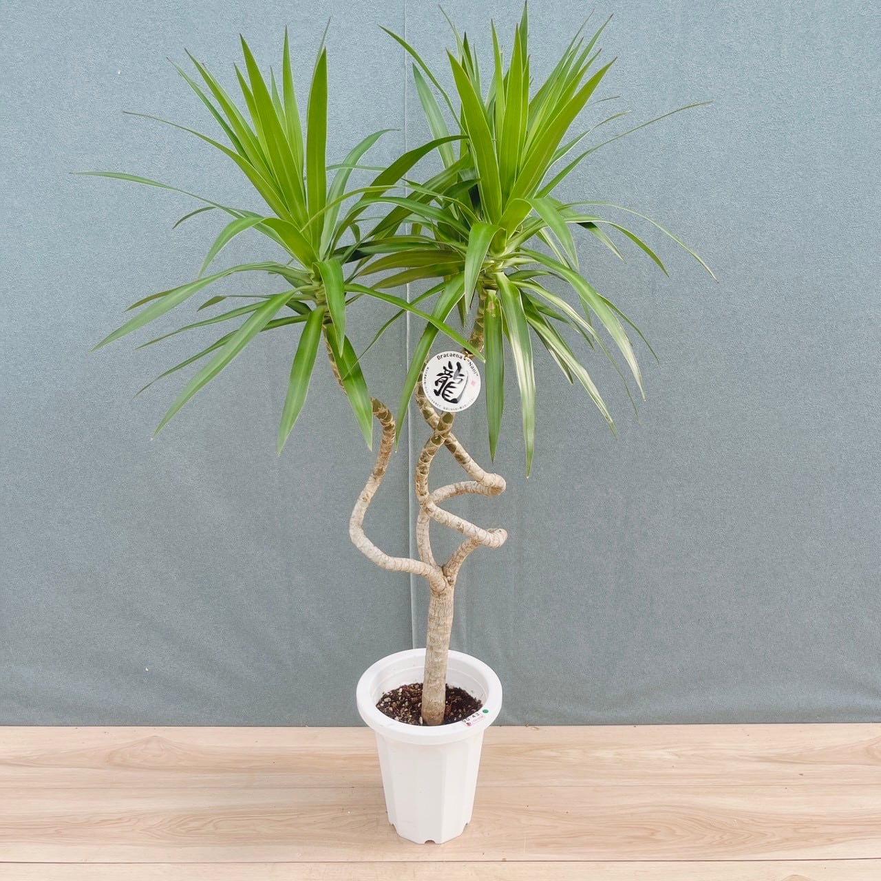 ［現品］82番　フィカスリラータ　バンビーノ　曲がり　8号　観葉植物　室内　大型 現品］82番 フィカス リラータ バンビーノ 曲がり 8号 観葉植物 室内
