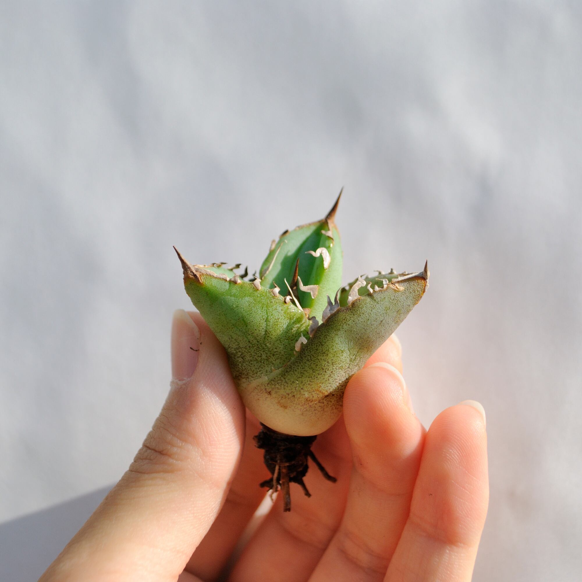 アガベ チタノタ ライトリー ホワイト ソーン セレクション No.10