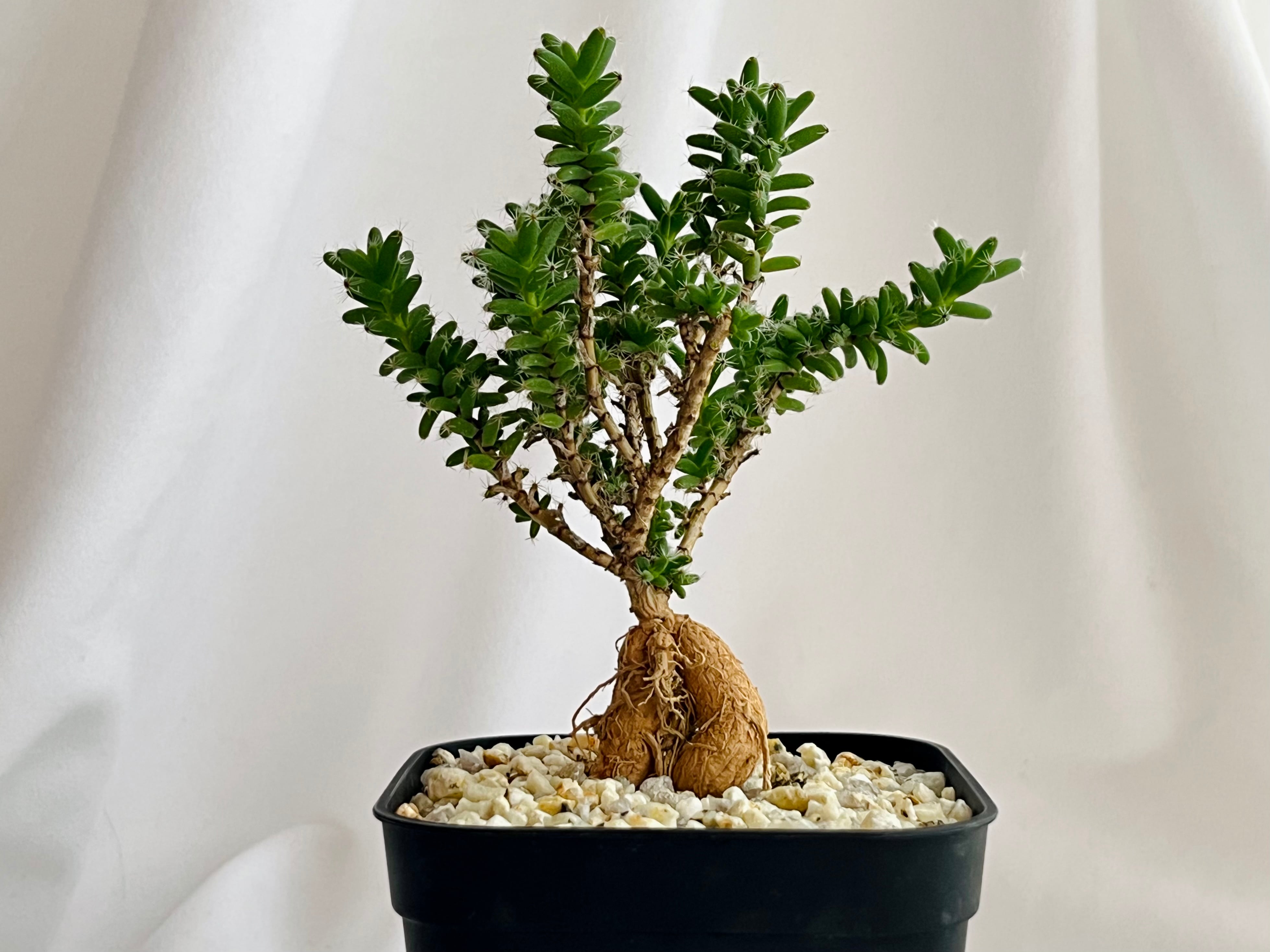 Trichodiadema densum トリコディアデマ デンサム 紫晃星 多肉