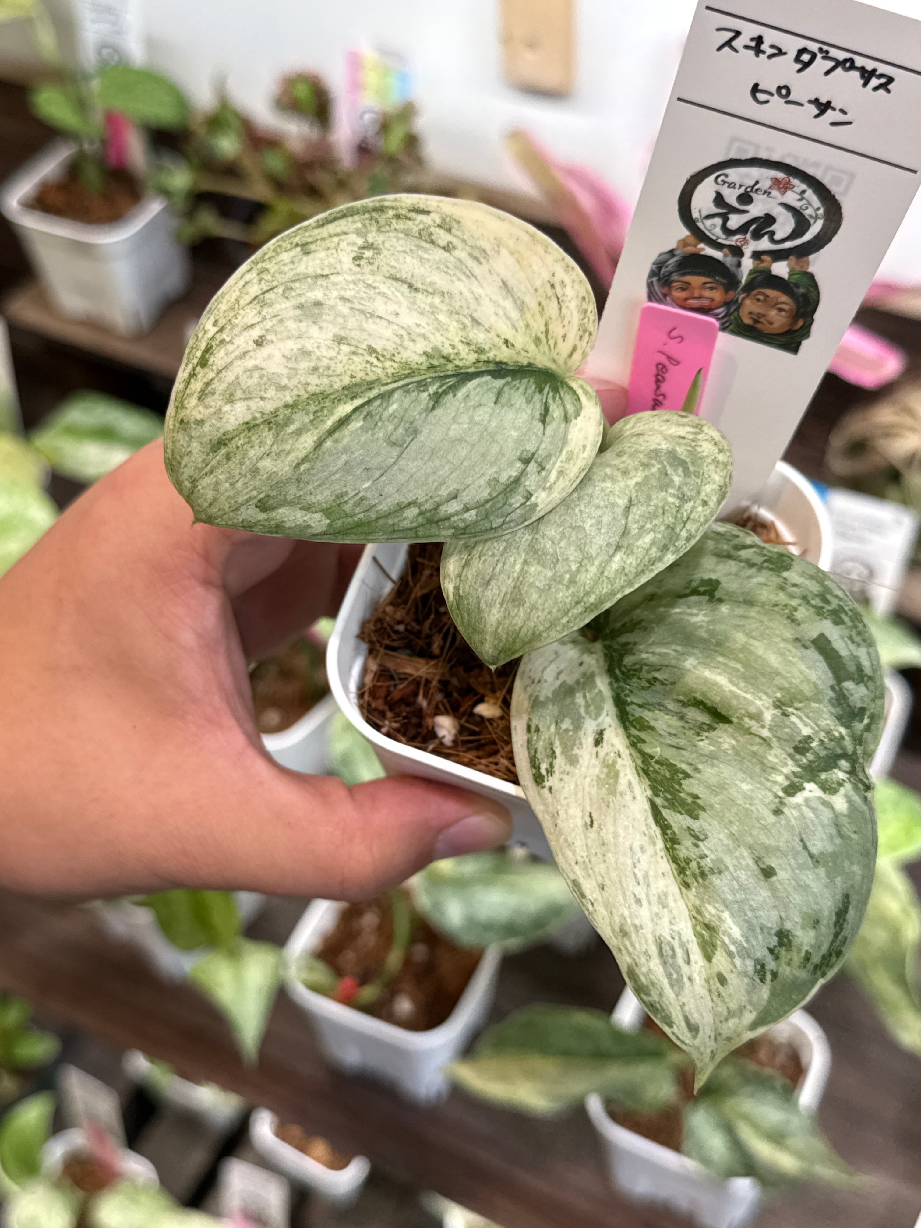 45. スキンダプサス ピーサン | Gardenえん 【観葉熱帯植物】