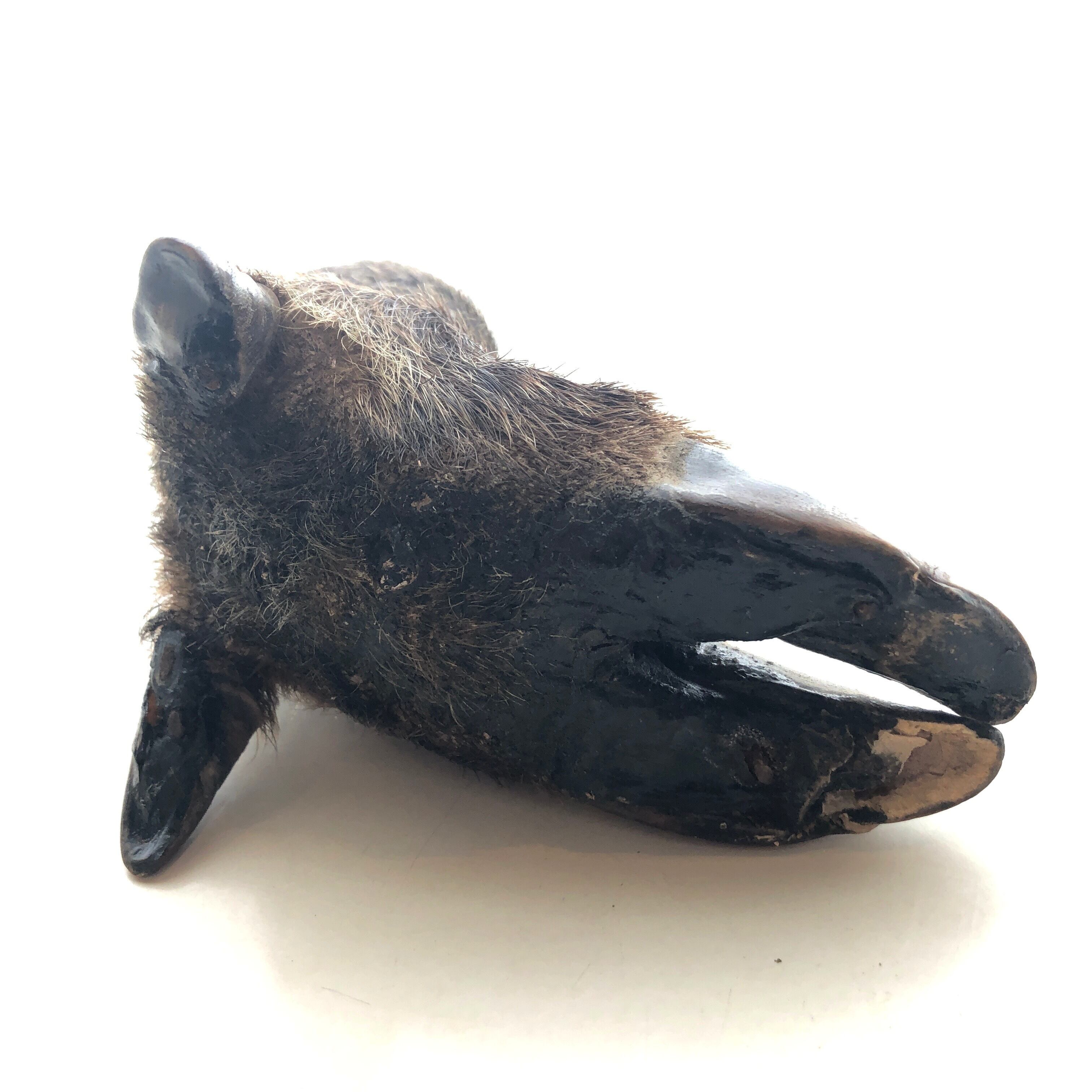 猪の剥製 作品名： ・イノシシの剥製 ・貴重な珍品（猪） 猪の剥製 2025年最新