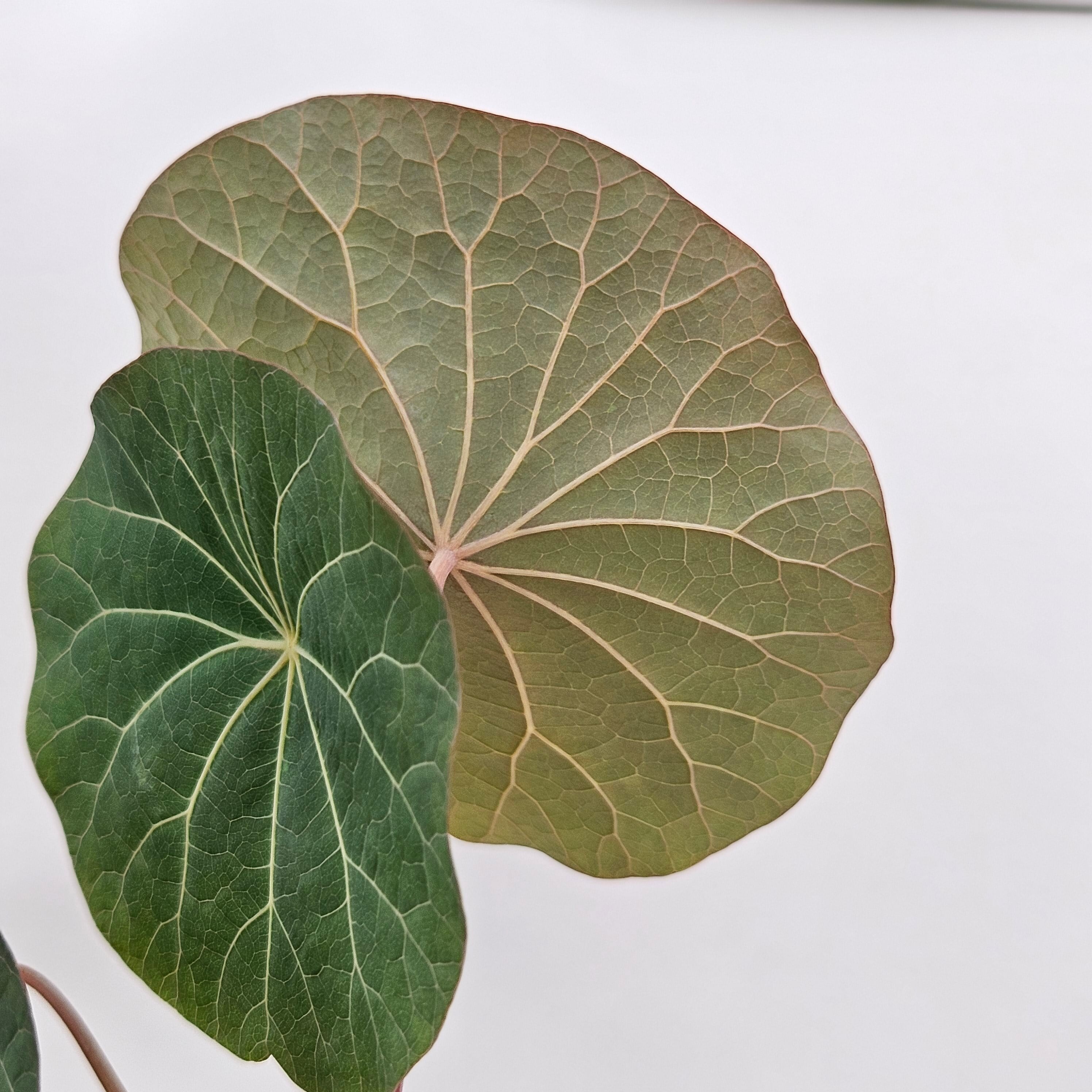 ステファニア Sp. ノヴァ / カウィーサキー 〛Stephania Sp. Nova