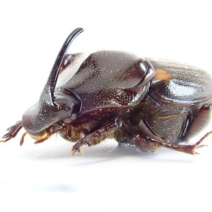 ベトナム産 Paraphanaeomorphus phanaeiformis ♂ 8mm