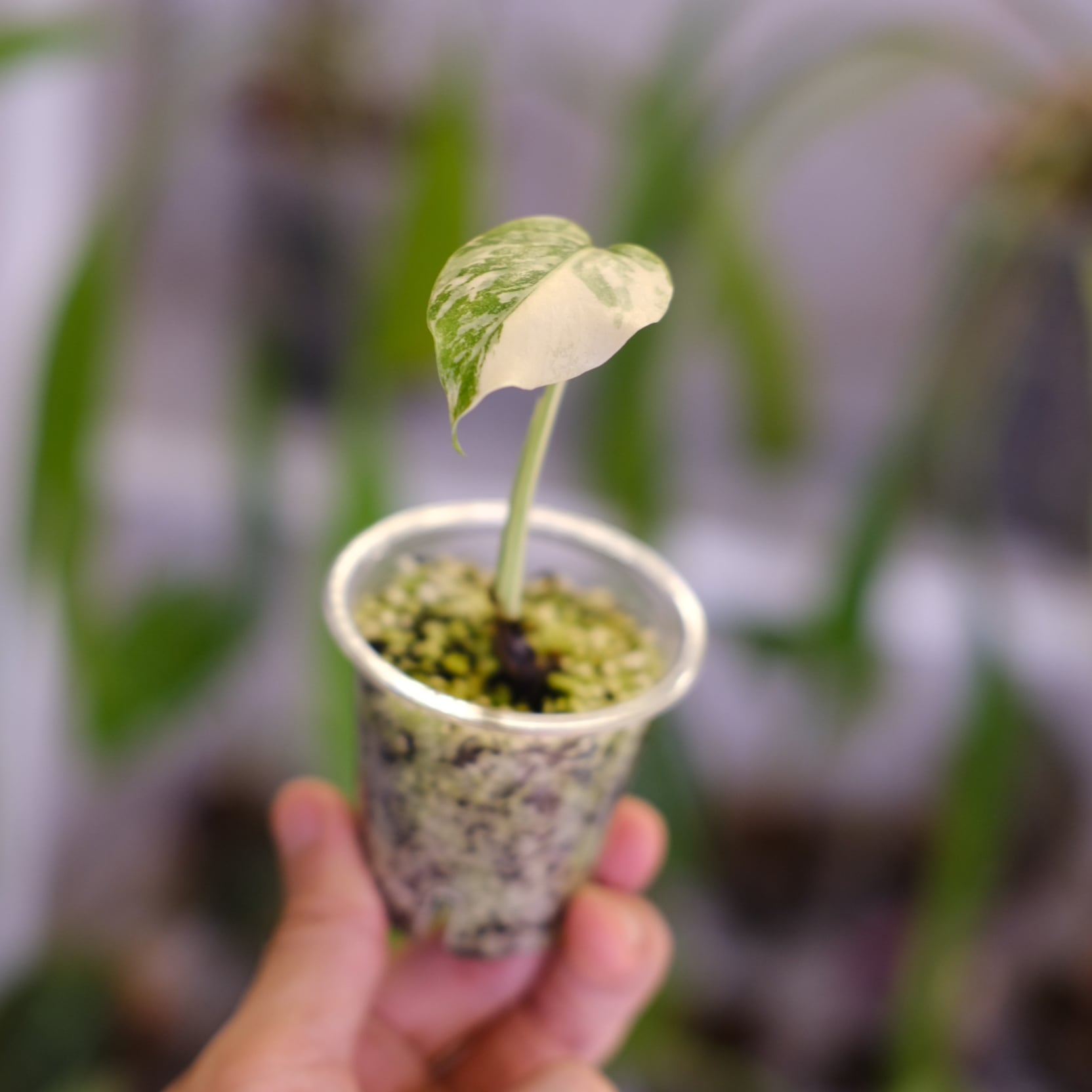 モンステラ・レガシー│Monstera deliciosa 'Legacy'⑧│観葉植物