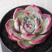 発根済カット苗 魔竜 【日本初上陸?】 Echeveria 'Demon Dragon'