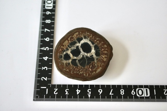 セプタリアン　Septarian　1123