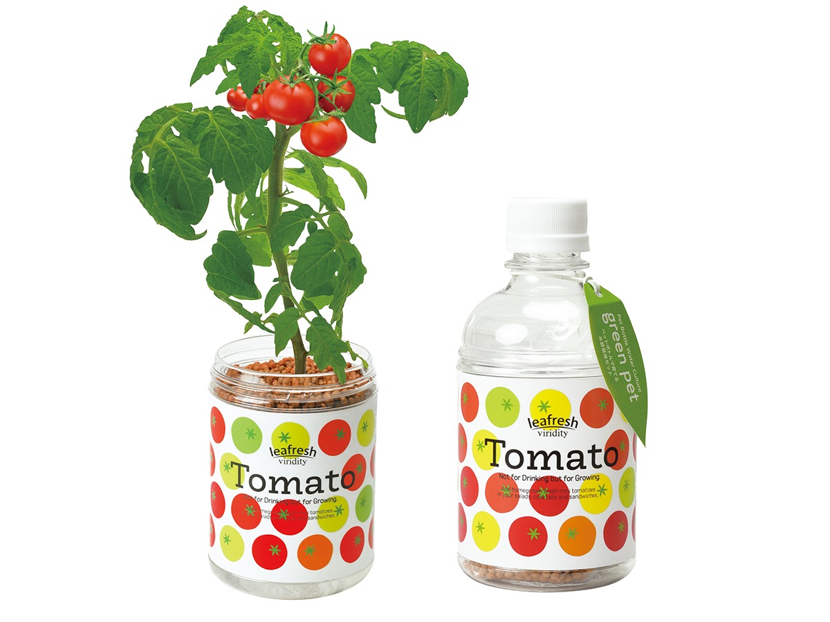 Keeperトマト ドワーフトマト・プリティーベル 母の日ギフト予約受付 | GREEN