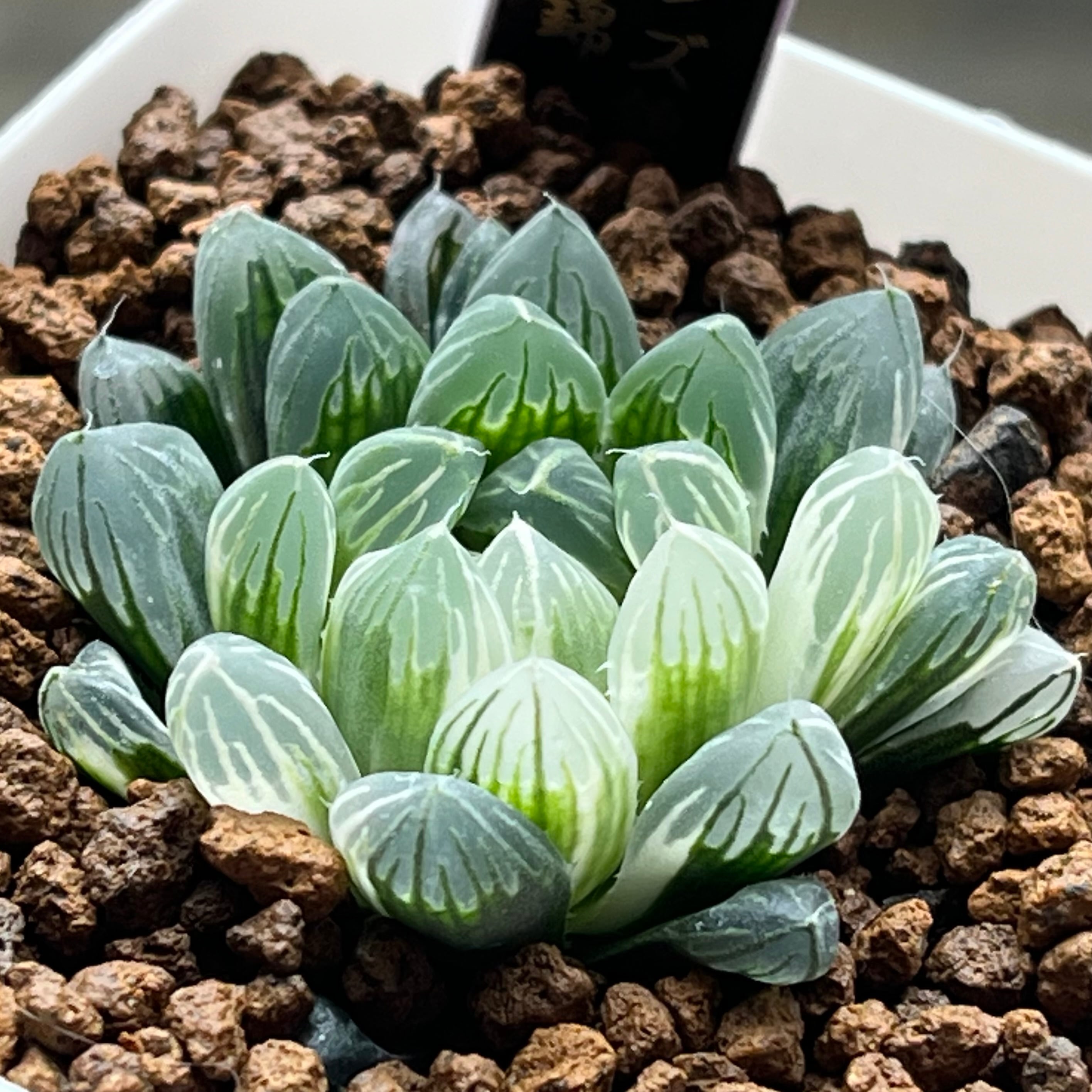 ハオルチア 三仙寿錦 | mocono_plants