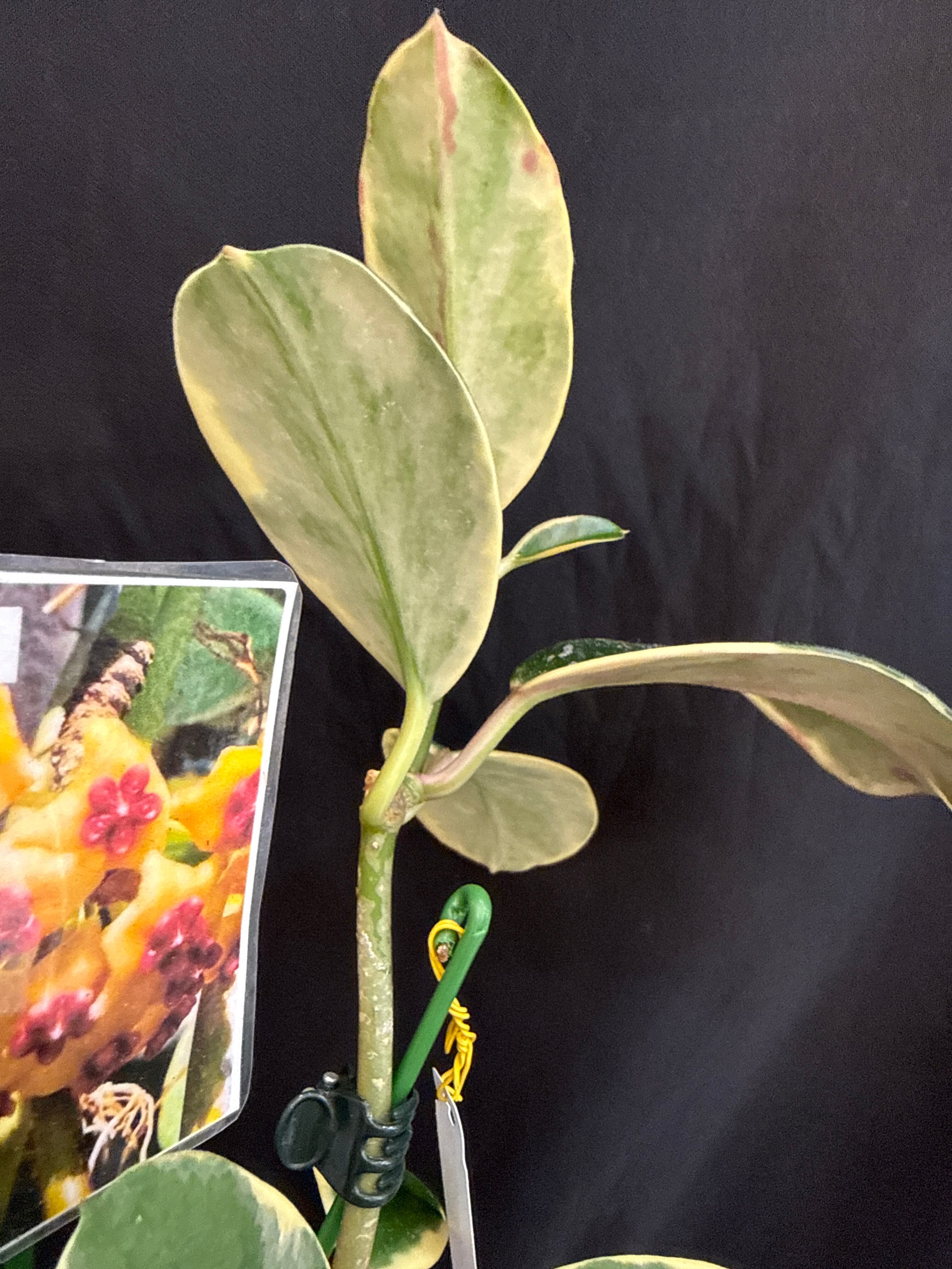 1521 ホヤ sp. easo (AH Hoya) | Gardenえん 【観葉熱帯植物】