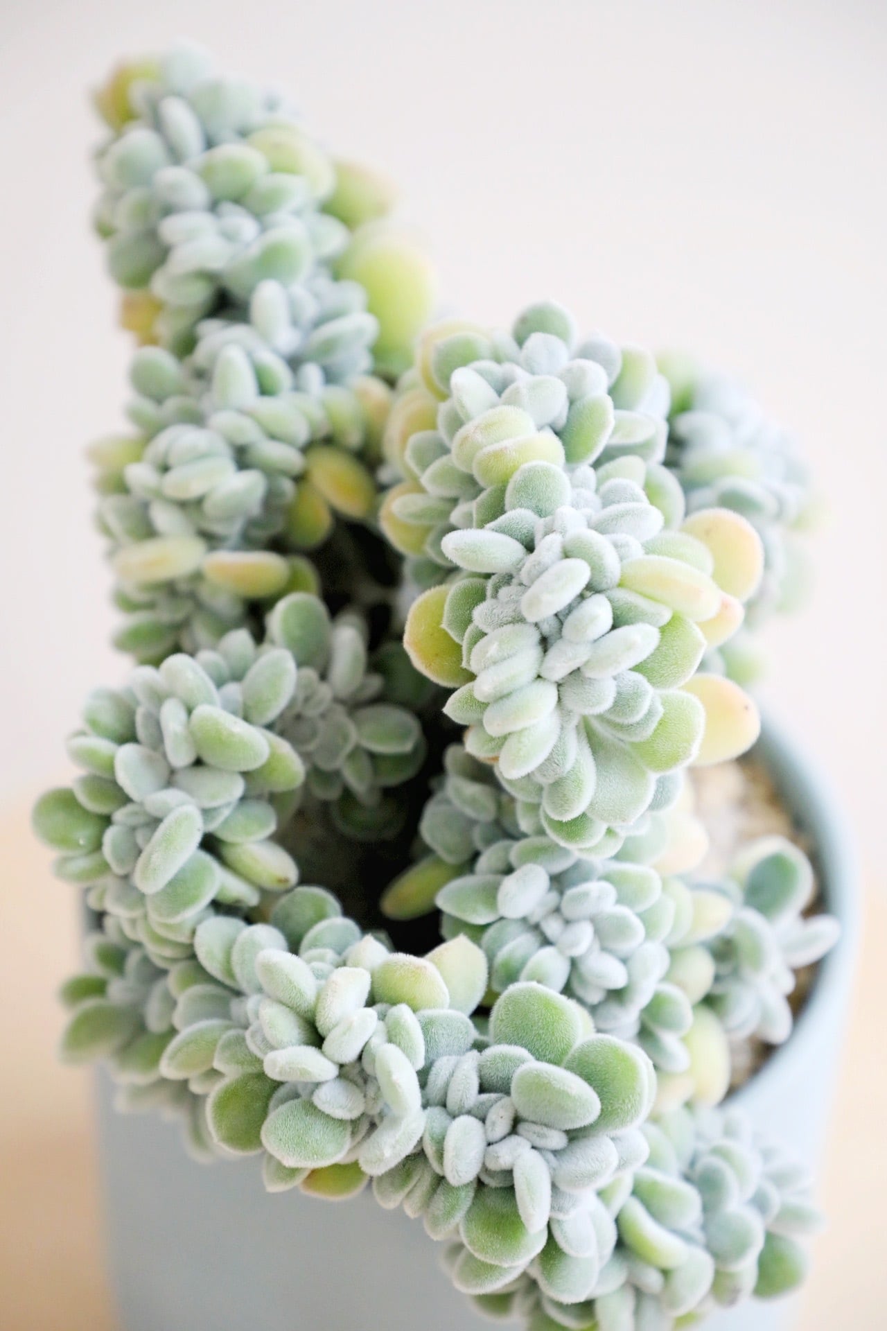 M】エケベリア プルビナータ 綴化/Echeveria | 【厳選植物・器】MIDORI