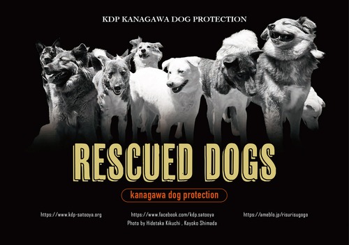 （10部以上）KDP RESCUED DOGS カレンダー2023年版