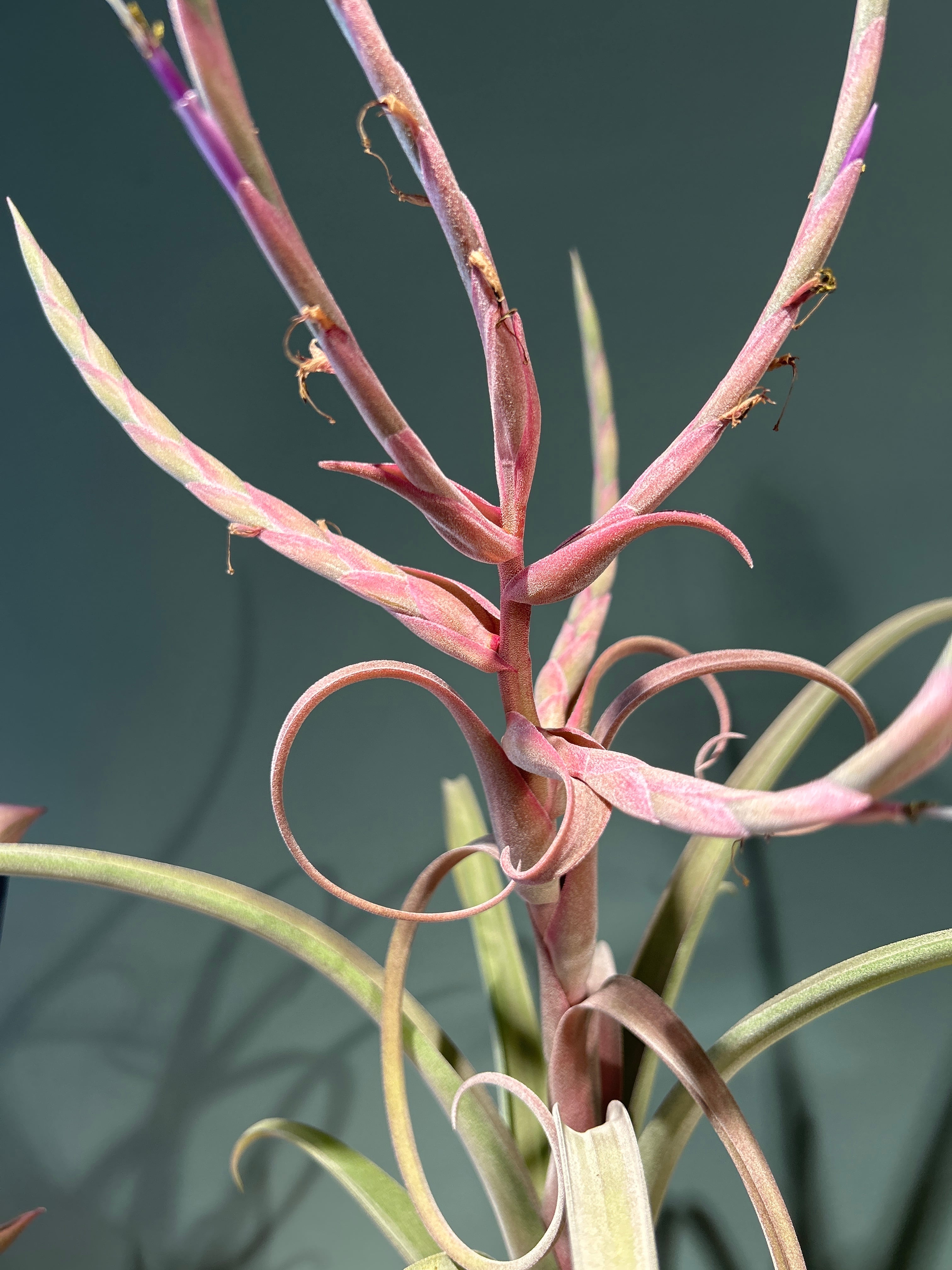 エアープランツ　ティランジア　カーリースリム　流木付き チランジア カーリースリム4号 大 | 植物との暮らし apricot
