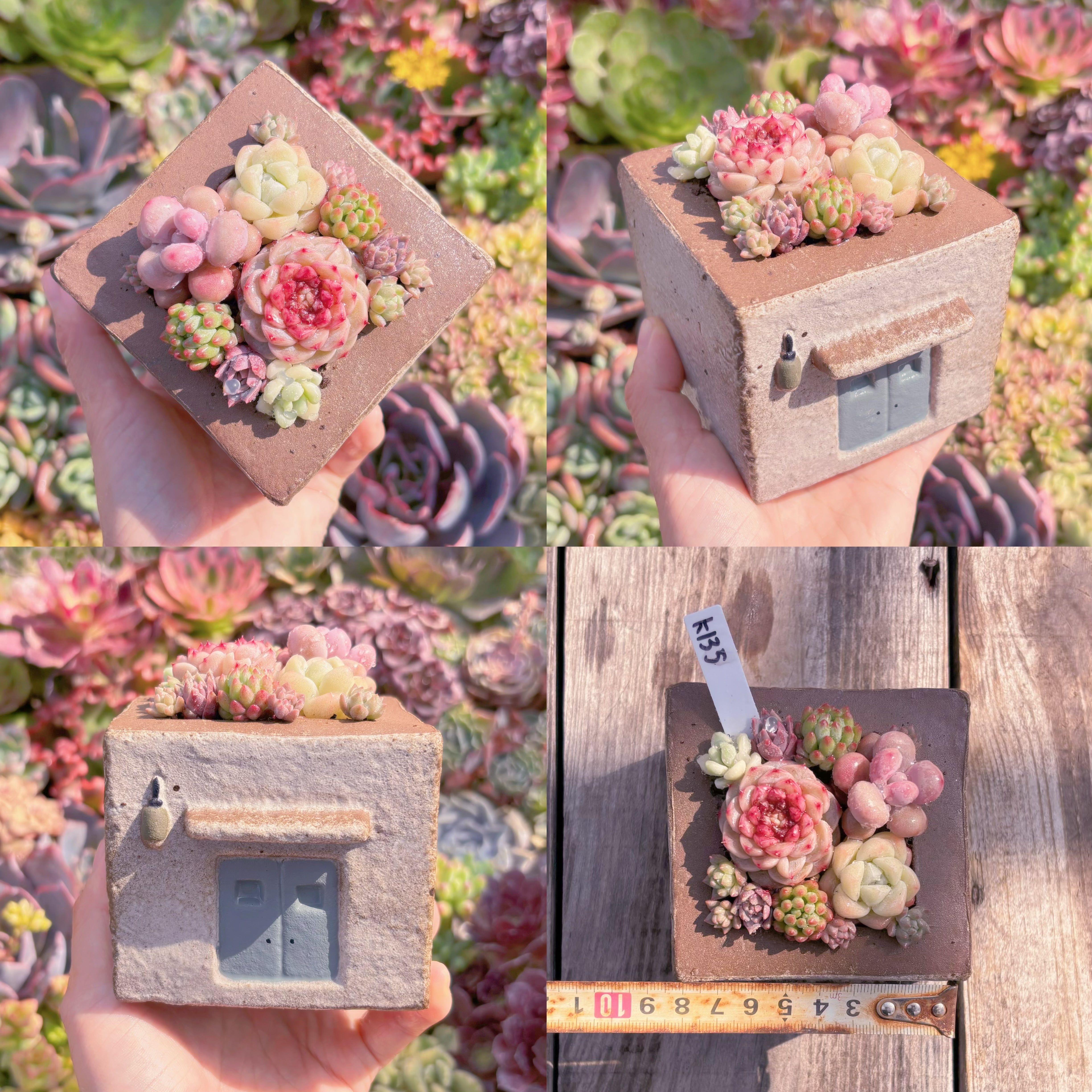 現品　ぷくぷく多肉のお家#K135　直径8.5cm　在庫僅少　るる農園