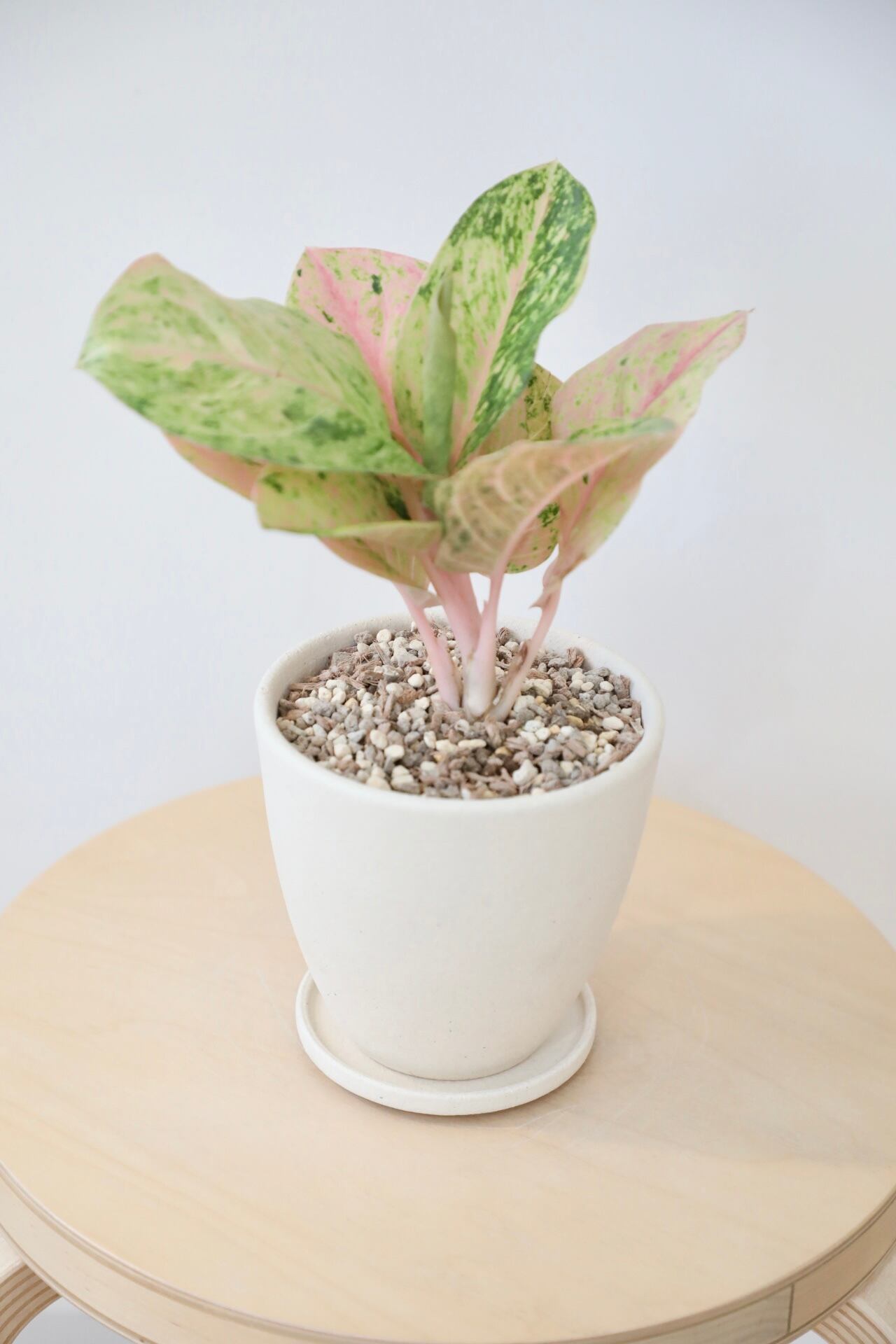 M】アグラオネマ ピンクイメリタス/Aglaonema | 【厳選植物・器