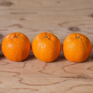 ポンカン 【10kg】