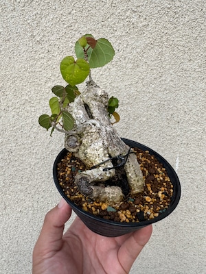 【琉球盆栽】Talipariti tiliaceum 【ユウナ / オオハマボウ】初心者向けセレクト