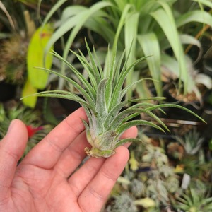 Tillandsia diguetii x ionantha 'Dwarf Clone'