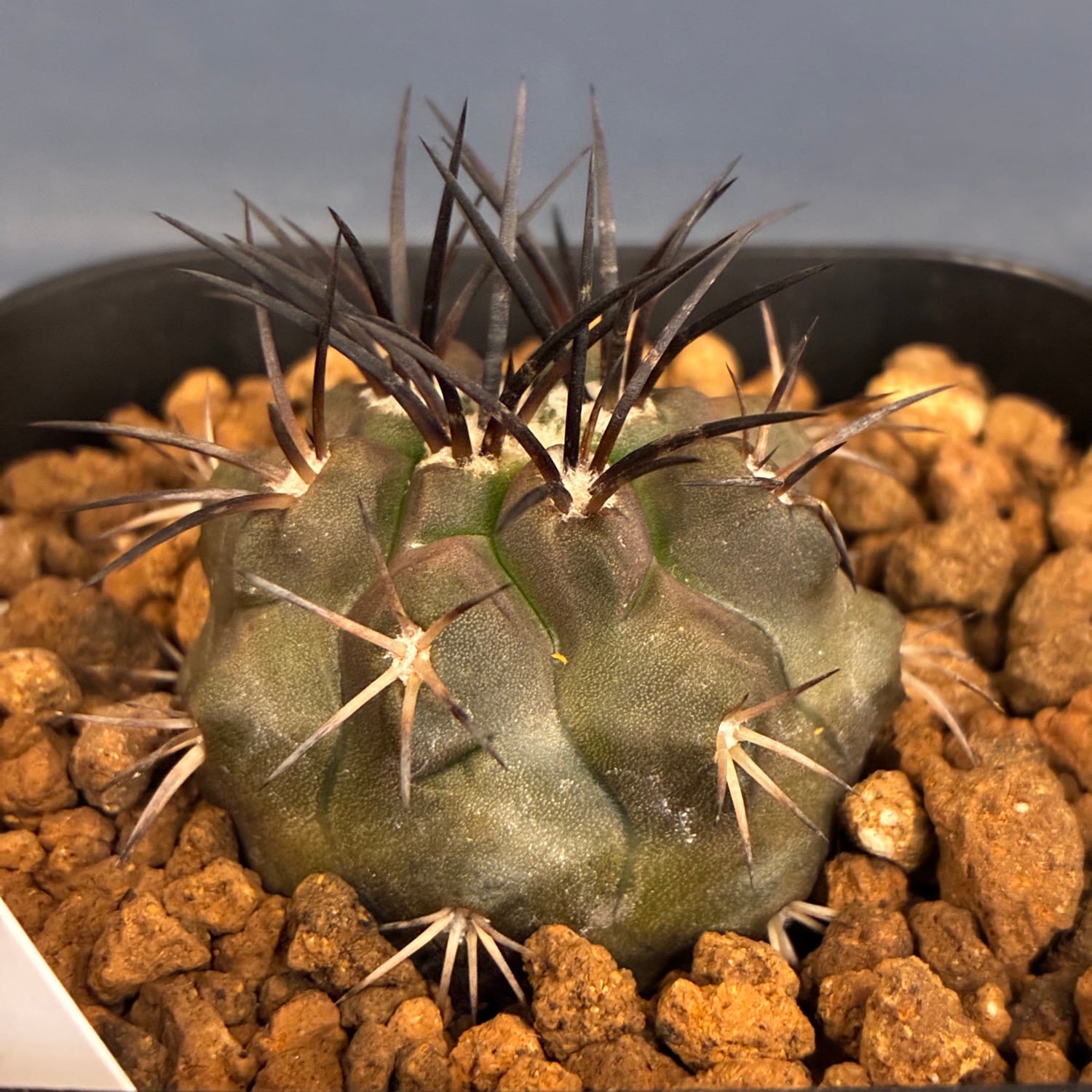 Copiapoa】サボテン コピアポア デュラ 銅羅丸実生【150】 | PROTOLEAF