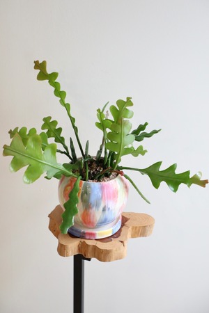 【S】フィッシュボーンカクタス/Fishbone cactus　※陶器鉢付き