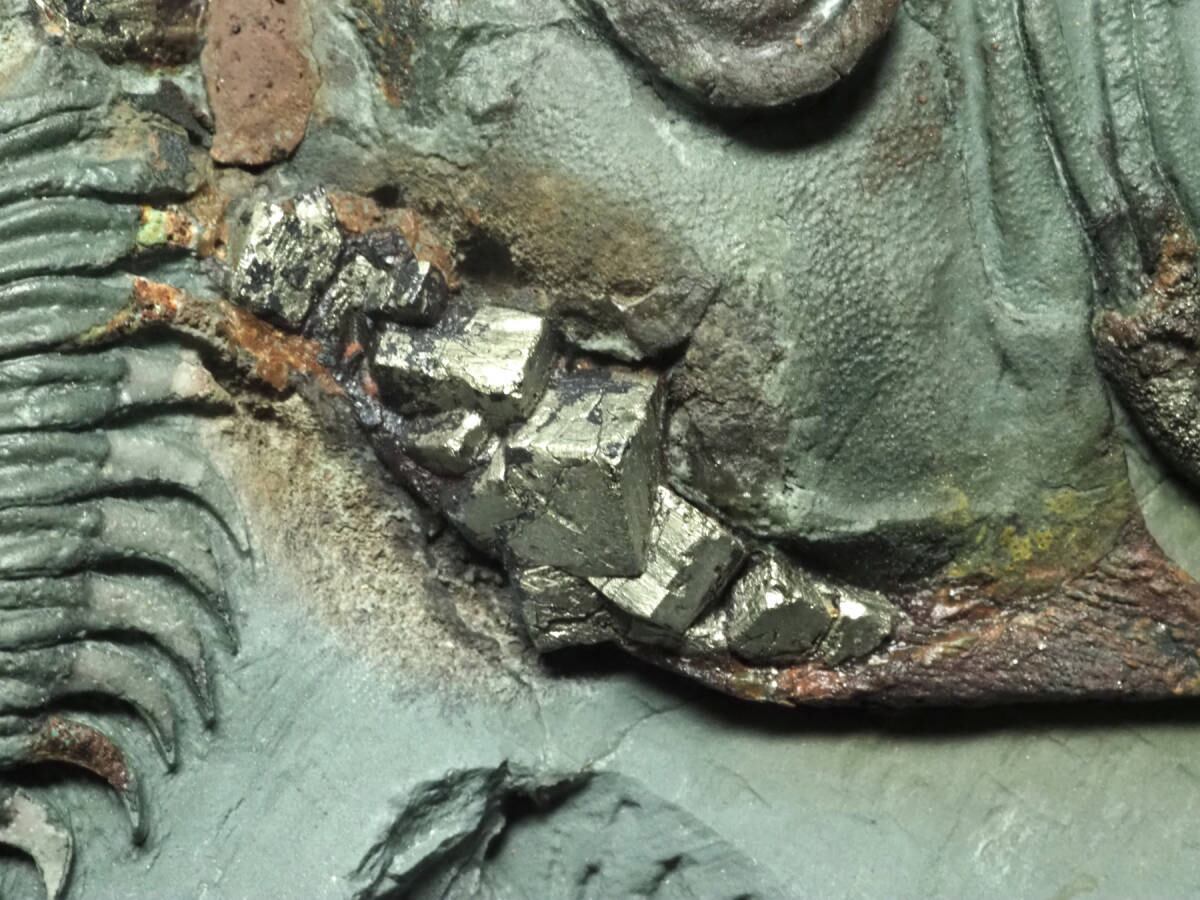 パイライト共生！超極上・希少種！三葉虫【Longianda termieri