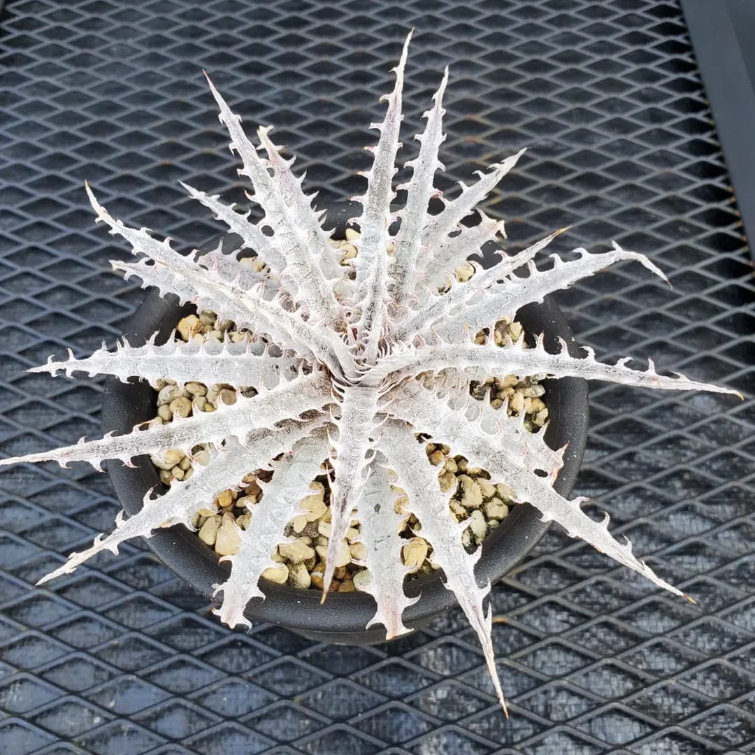 F00357_Dyckia 'Kazaguruma' F2 (NNN-KZF2-001)：ディッキア