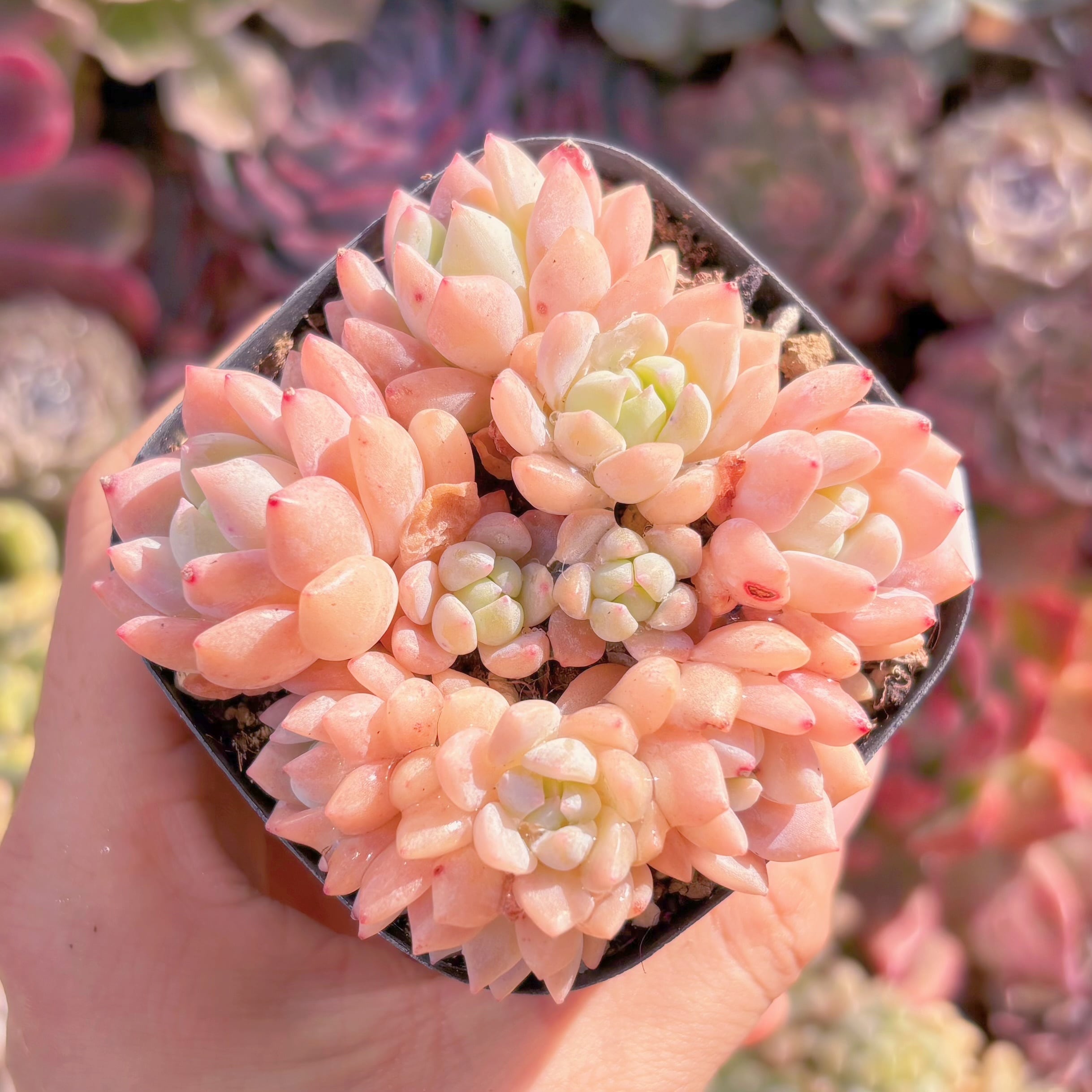 現品　プロリフェラxラウル#2223　るる農園