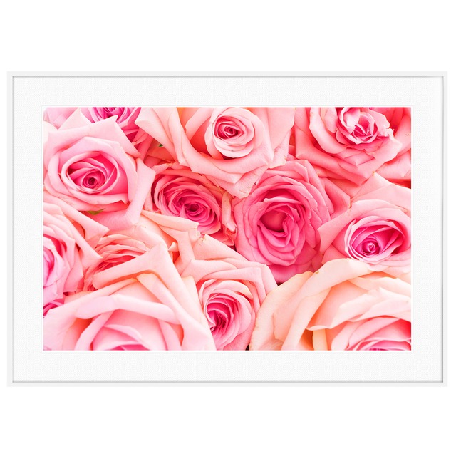 花写真 ピンクのバラ インテリアアートポスター額装 AS0615