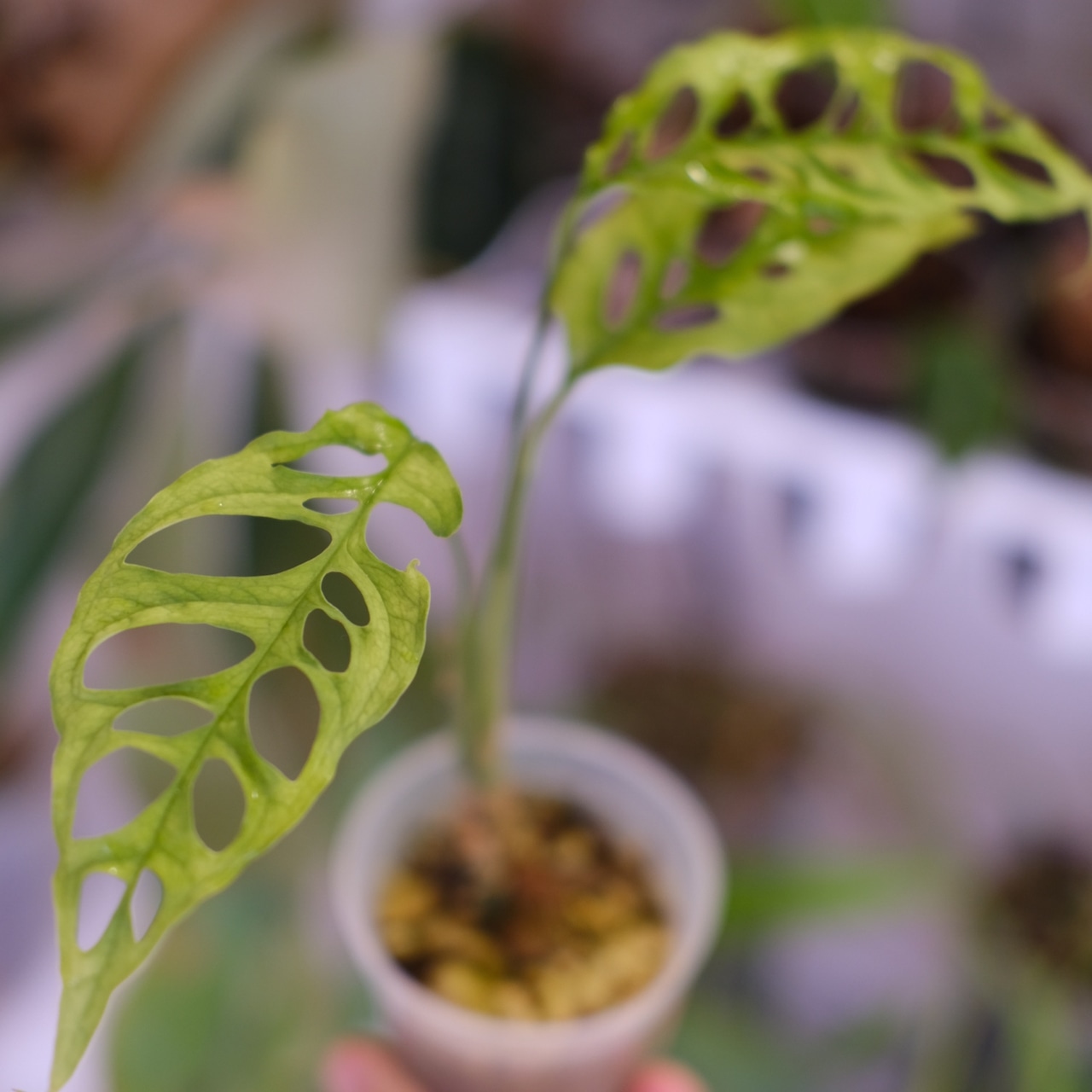モンステラ オブリクア ペルー|Monstera Obliqua Peru|観葉植物