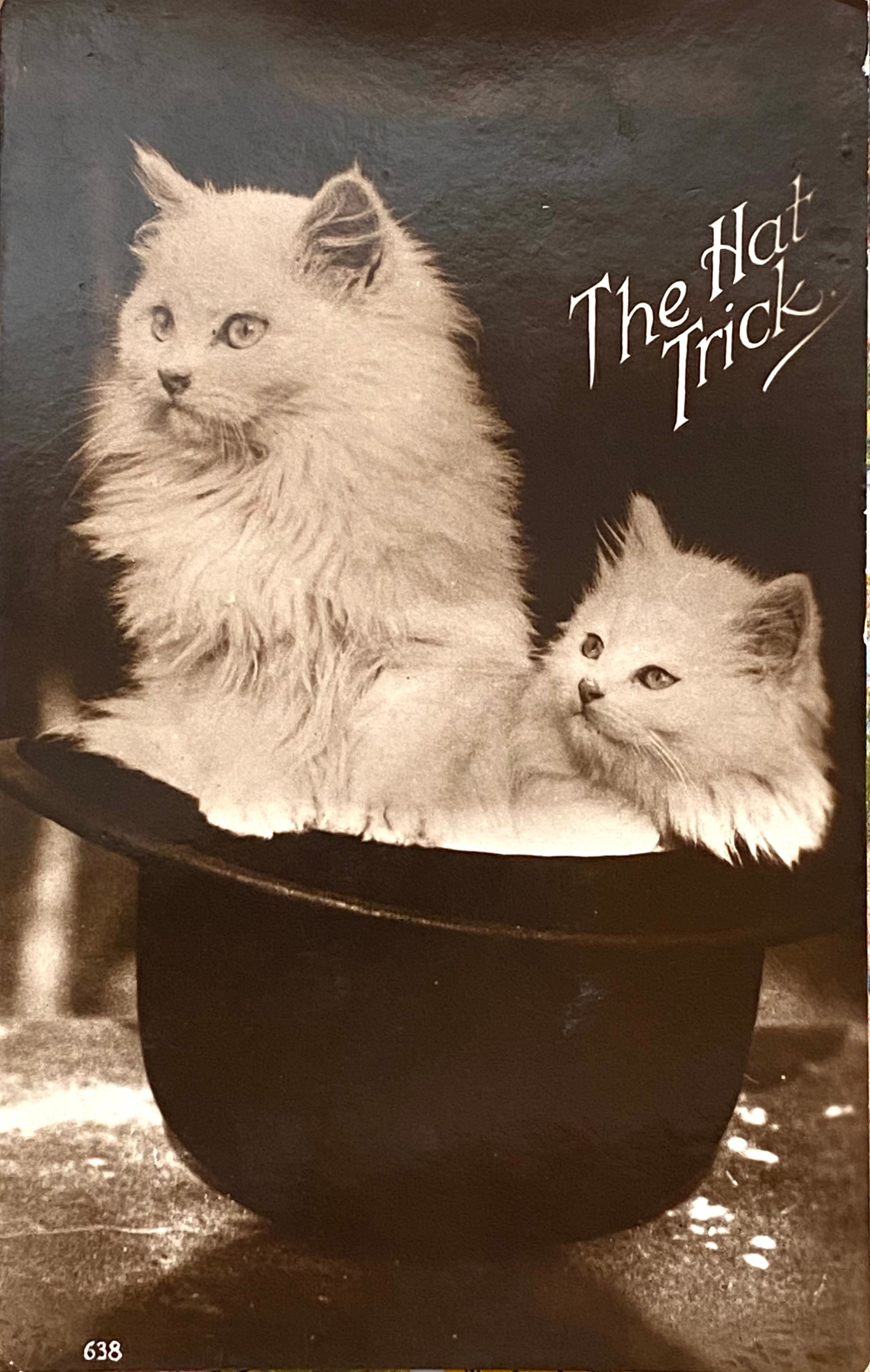 ポストカード | Weekendcats