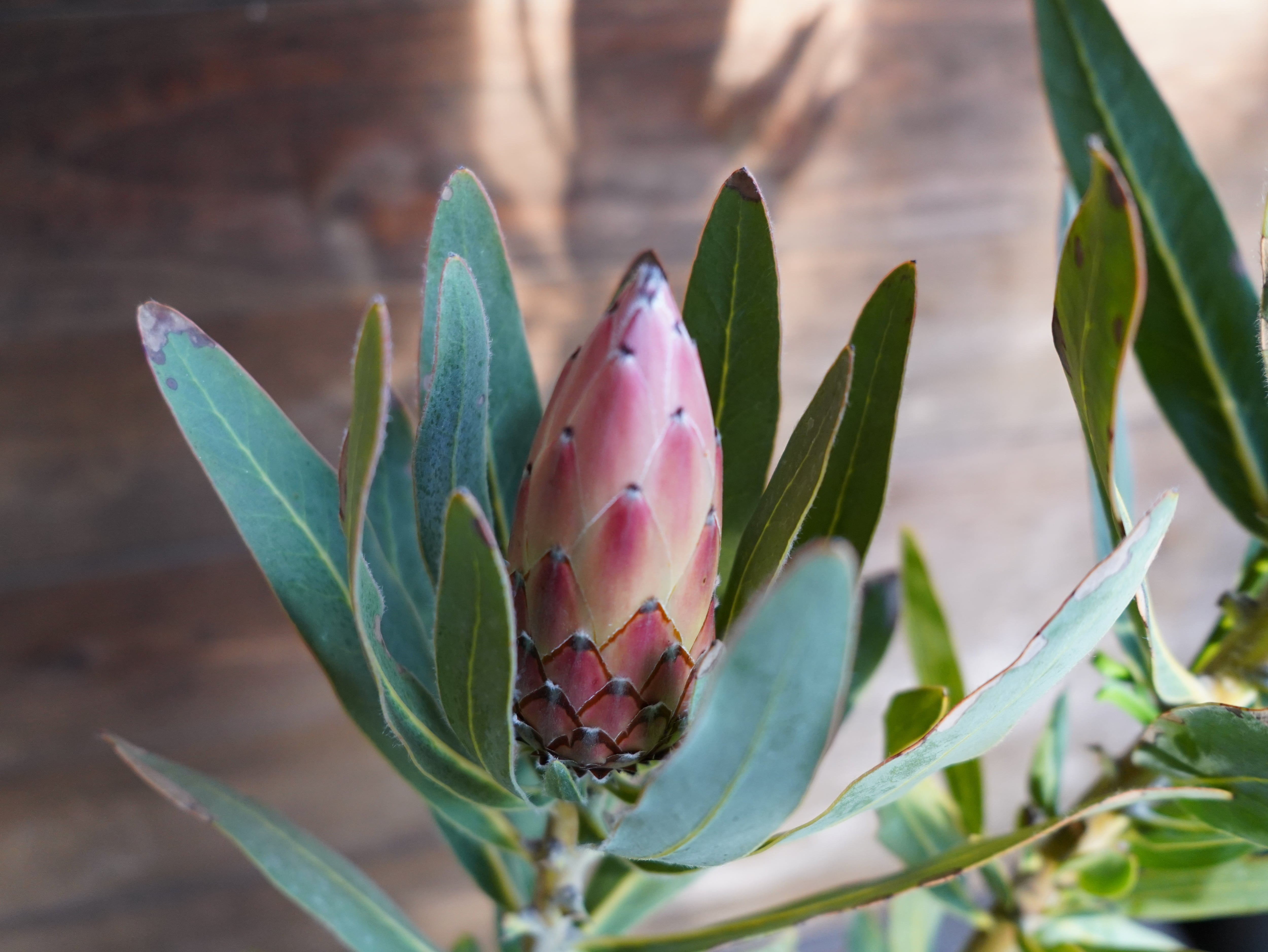 【現物】プロテア ”オーストラリスピンク” C